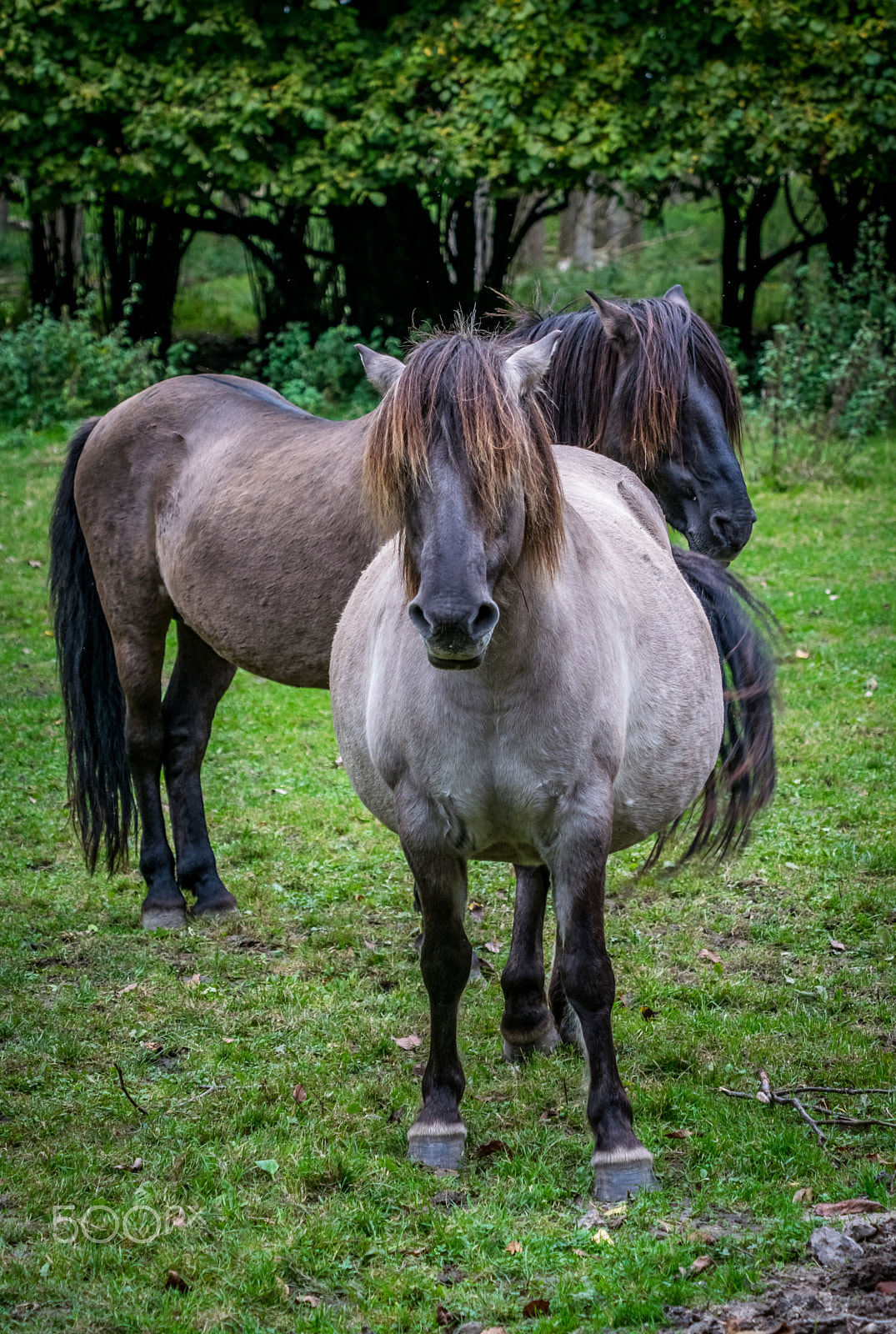 Nikon D5300 + Sigma 50-500mm F4.5-6.3 DG OS HSM sample photo. Konik pair photography