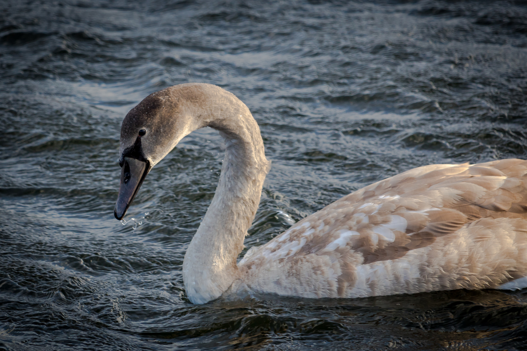 Canon EF-S 55-250mm F4-5.6 IS STM sample photo. Almost grown up photography