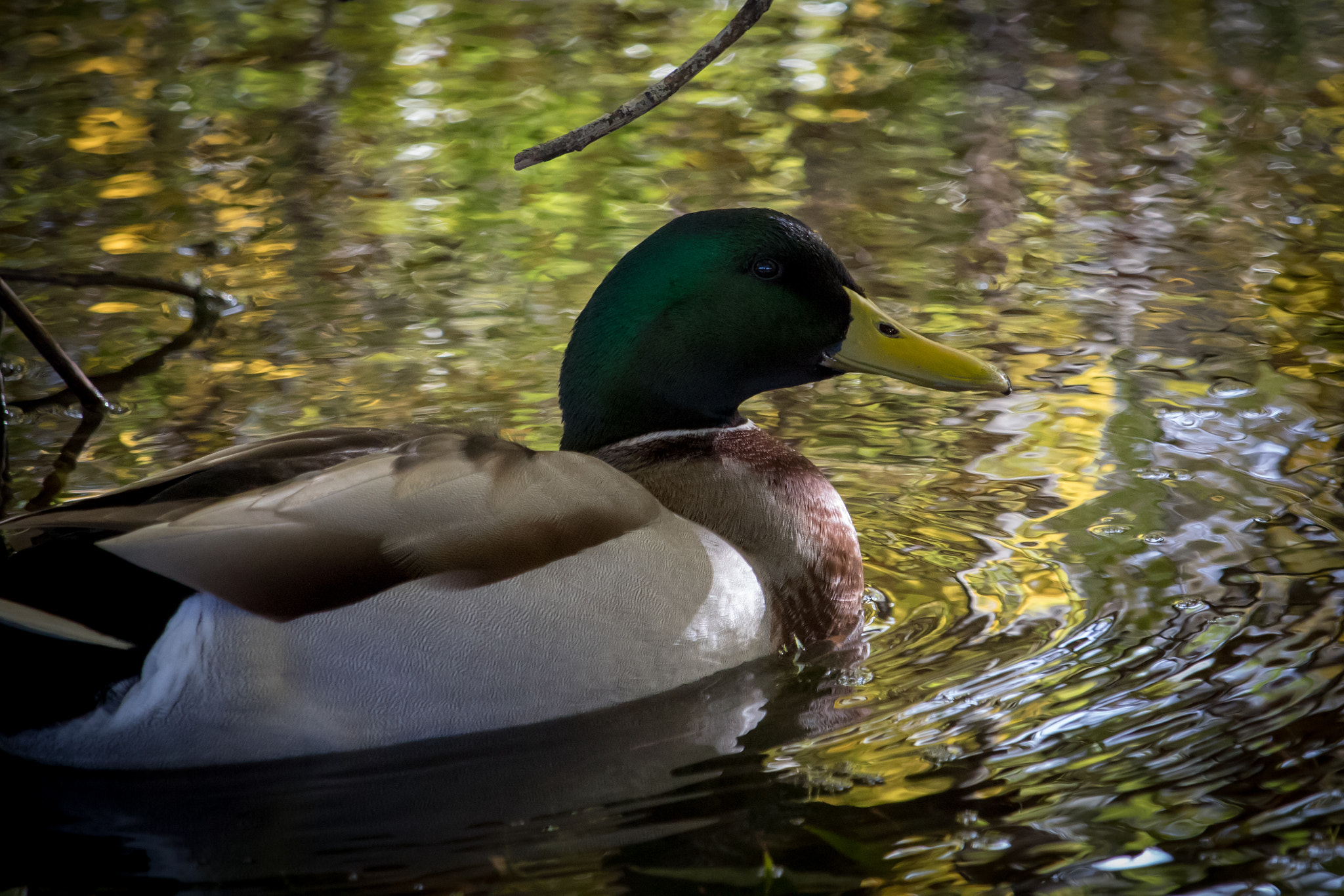 Canon EF-S 55-250mm F4-5.6 IS STM sample photo. Hiding duck photography