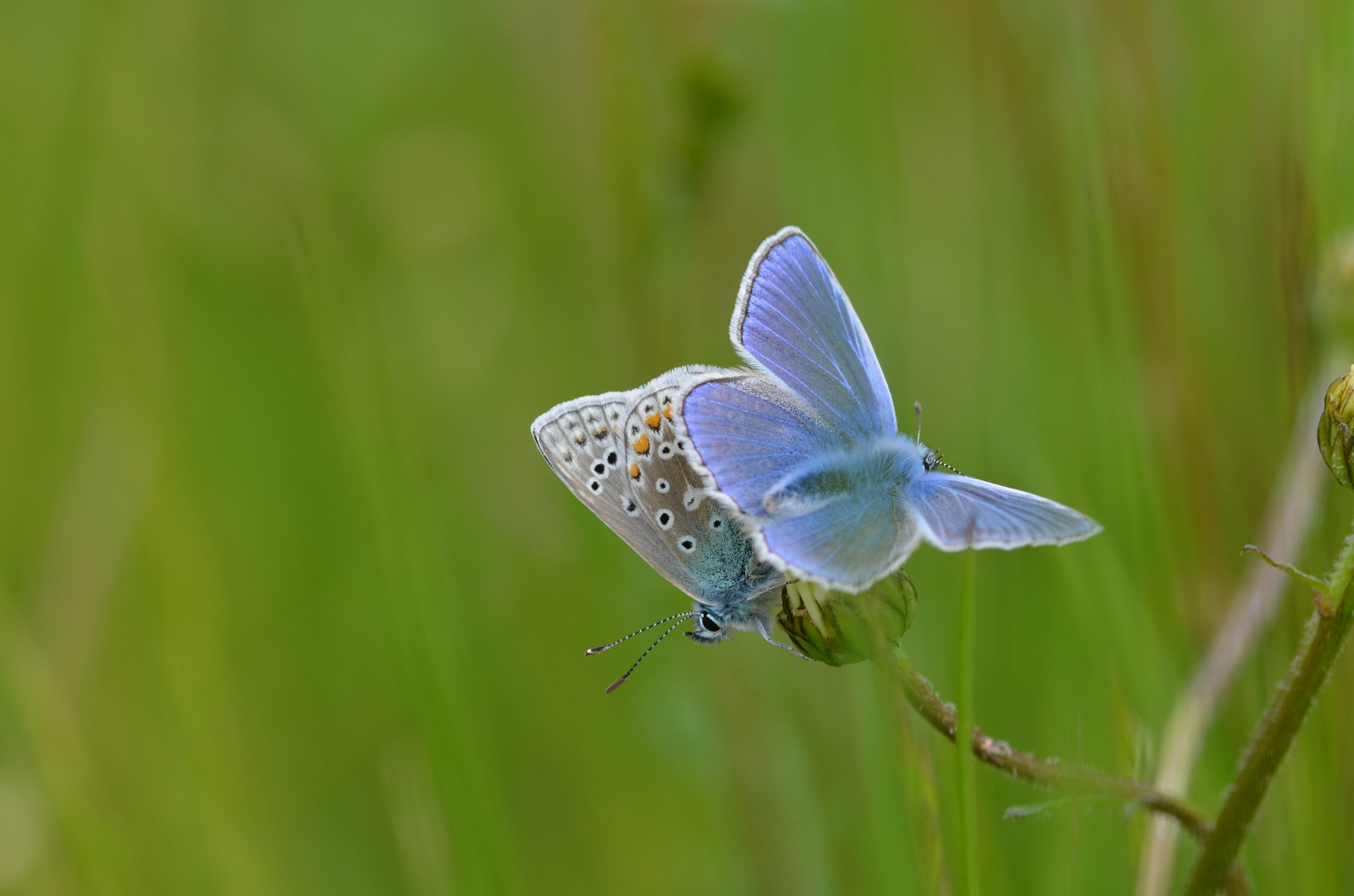 Sigma 105mm F2.8 EX DG OS HSM sample photo. Common blue's  photography