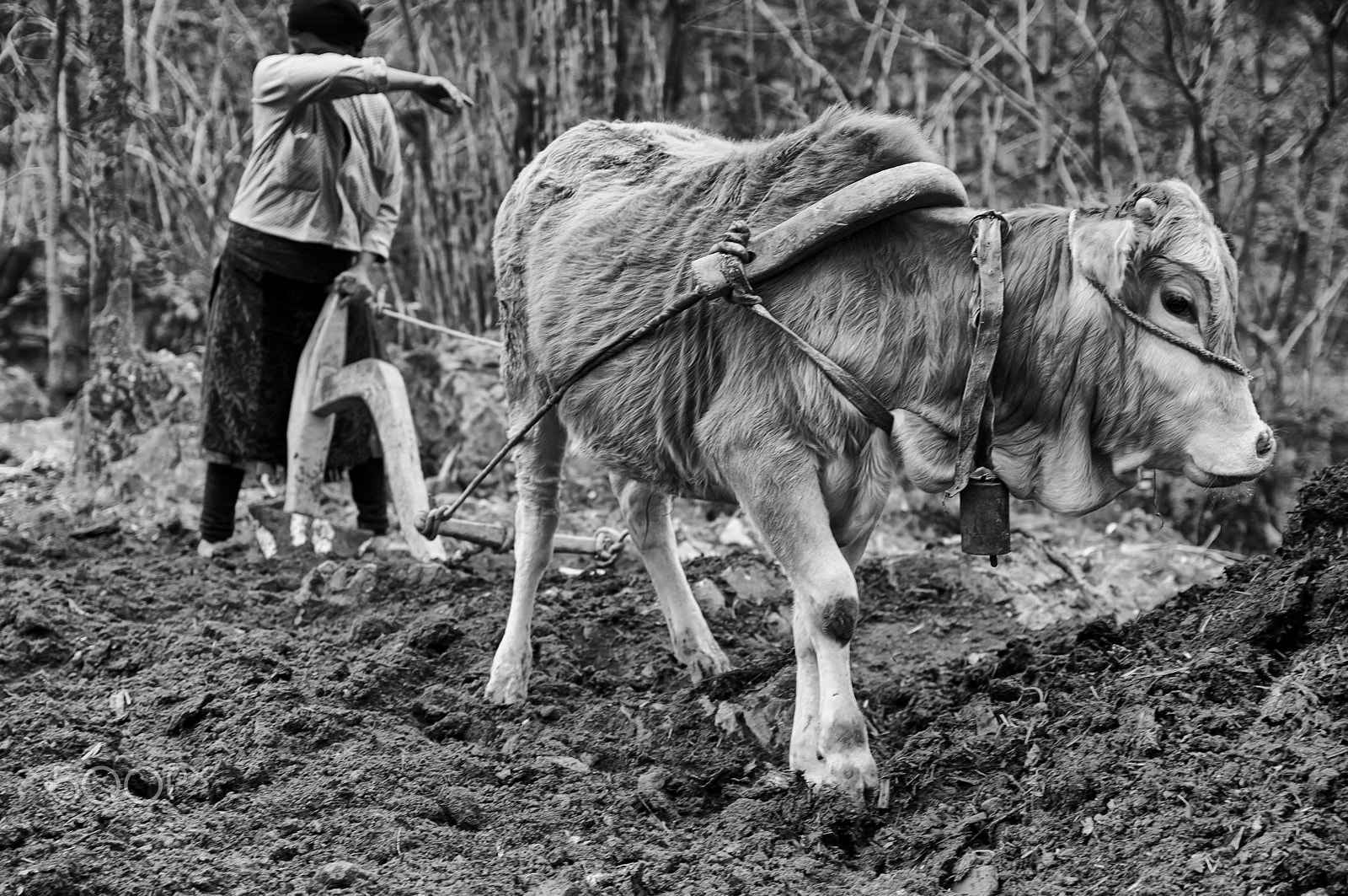 Sigma 17-50mm F2.8 EX DC OS HSM sample photo. Hard working photography