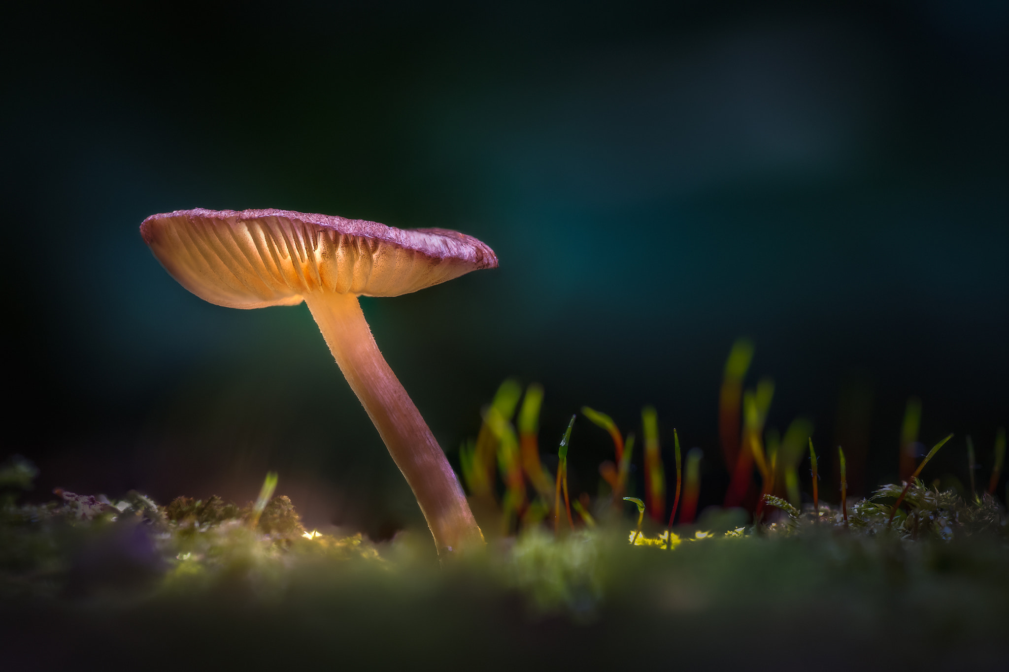 Tokina AT-X Pro 100mm F2.8 Macro sample photo. Nature's nightlight photography