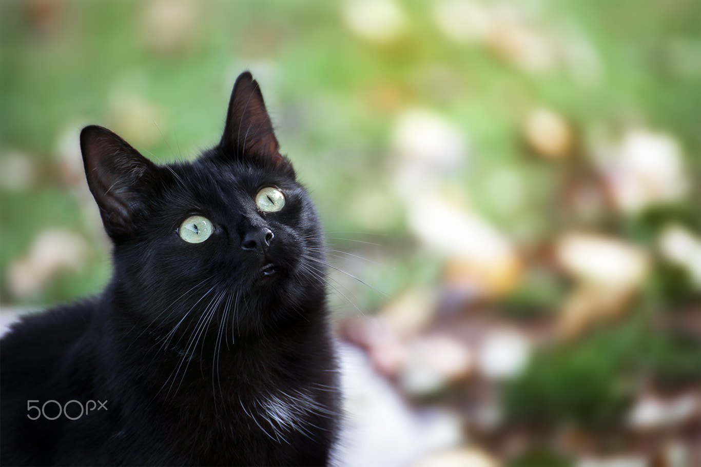 Tamron SP 35mm F1.8 Di VC USD sample photo. Cat portrait fips photography