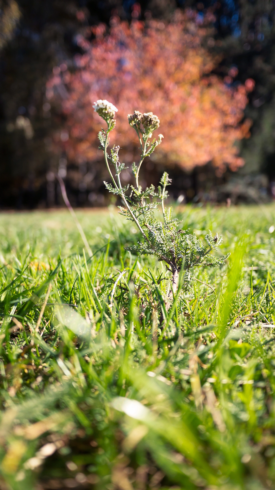 Panasonic Lumix DMC-GH2 + Panasonic Lumix G 14mm F2.5 ASPH sample photo. Flower on a tree bokeh photography