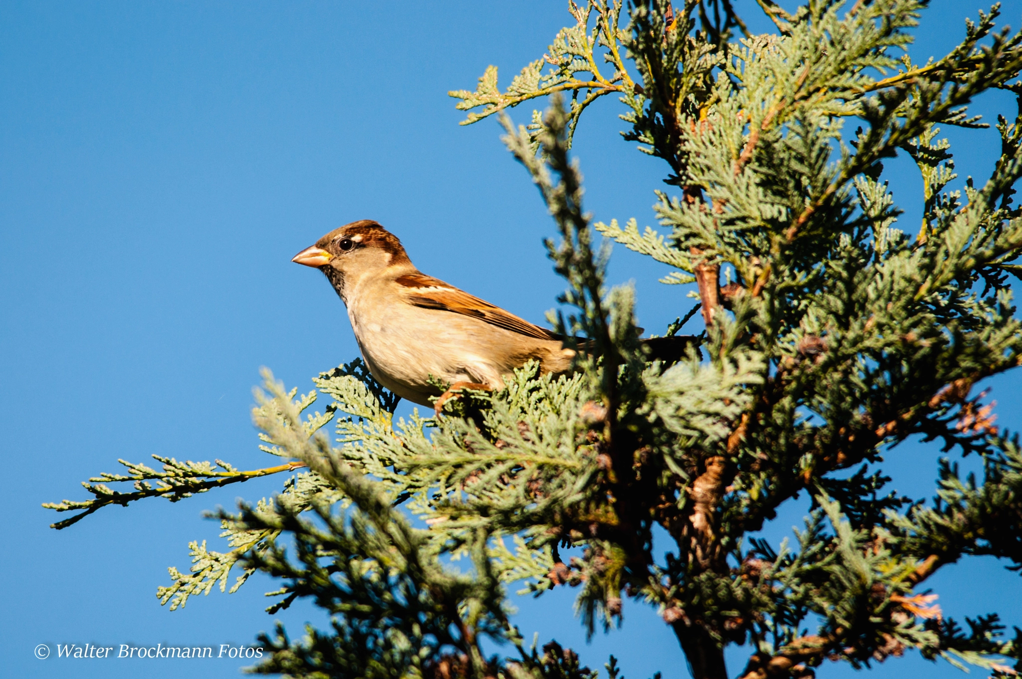 Sigma 150-500mm F5-6.3 DG OS HSM sample photo. Singvögel/byrd photography