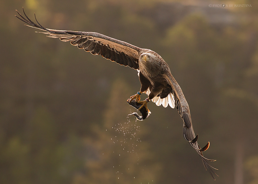 Canon EOS 70D + Canon EF 300mm f/2.8L sample photo. Takeaway food :-) photography