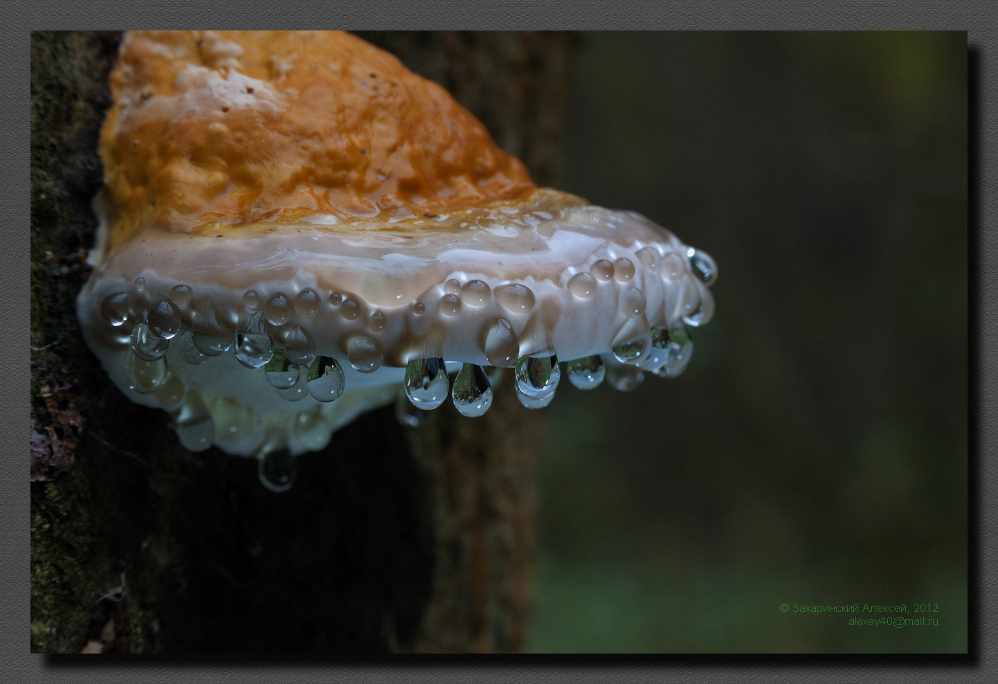 AF Zoom-Nikkor 28-105mm f/3.5-4.5D IF sample photo. Трутовик окаймлённый-fomitopsis pinicola. Гуттация photography