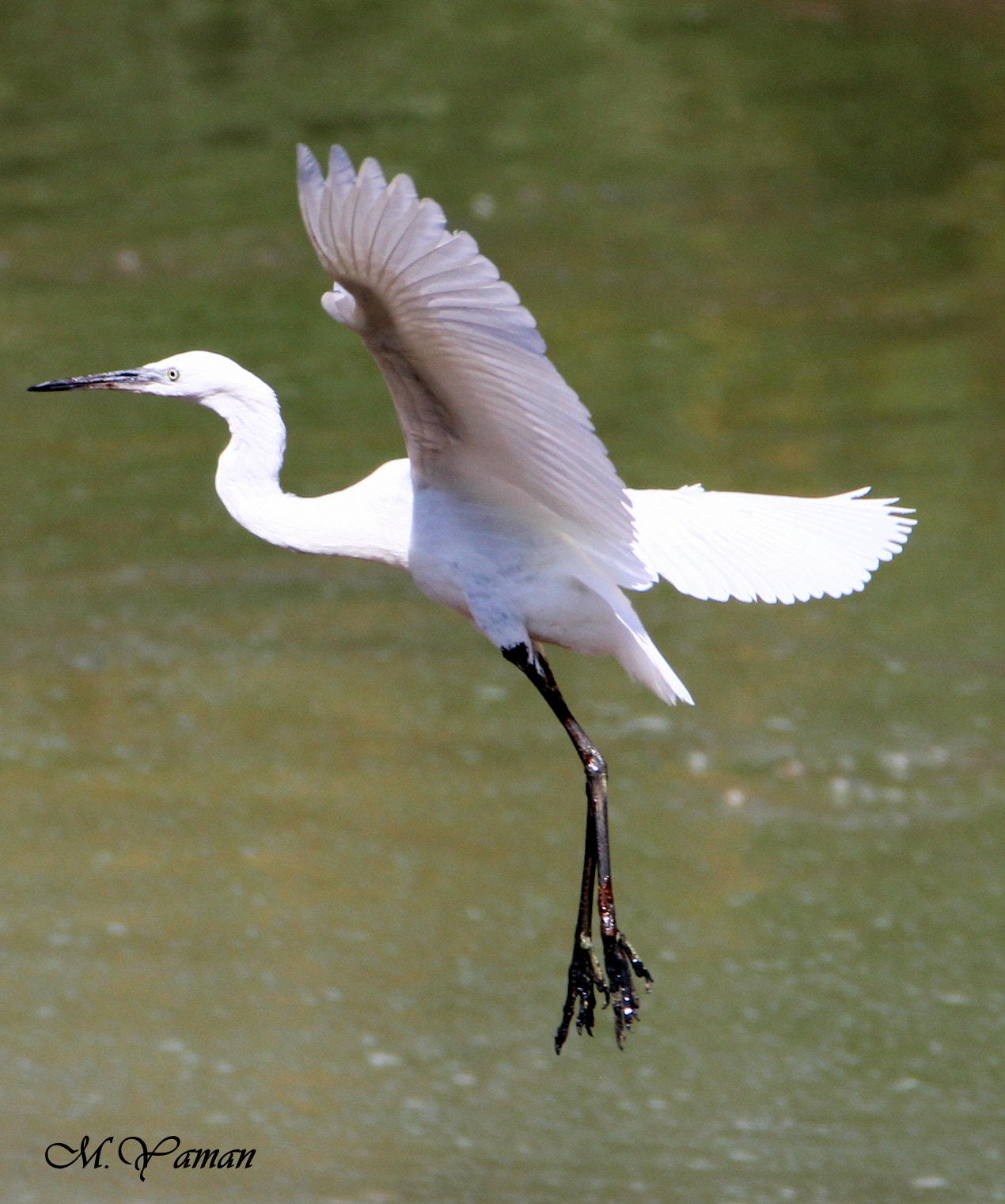 Tamron SP 150-600mm F5-6.3 Di VC USD sample photo. Küçük ak balıkçıl » little egret photography