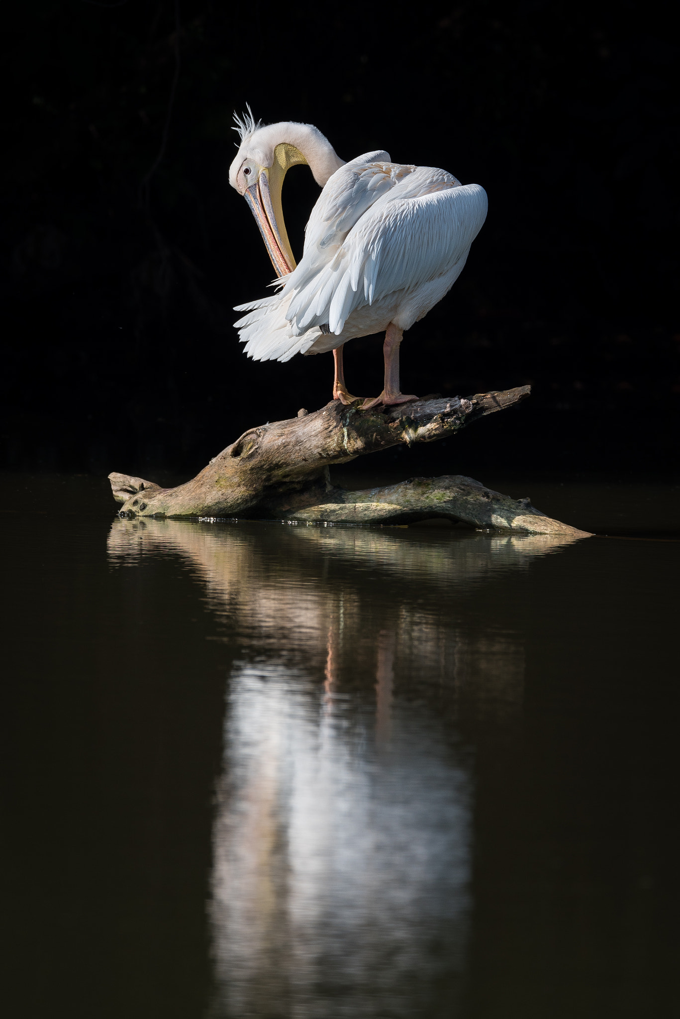 Nikon AF-S Nikkor 600mm F4E FL ED VR sample photo. Beautiful in white photography