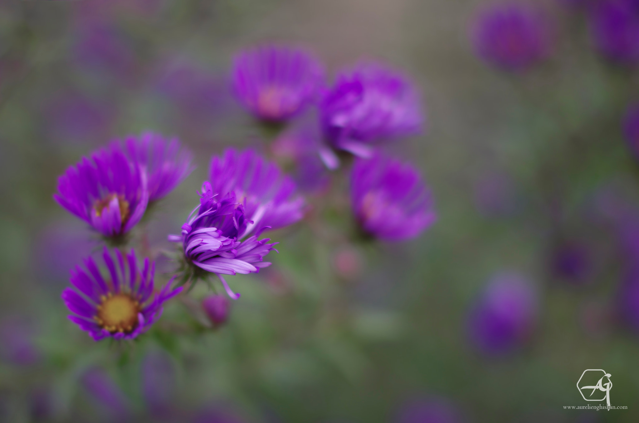 Pentax K-5 sample photo. Vent dans les asters de nouvelle-angleterre symphyotrichum novae-angliae photography