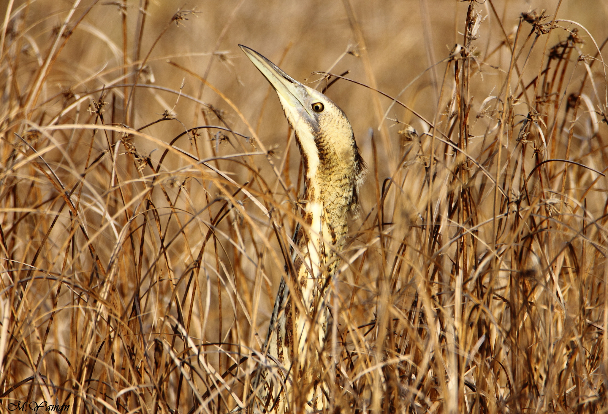 Tamron SP 150-600mm F5-6.3 Di VC USD sample photo. Balaban » great bittern photography