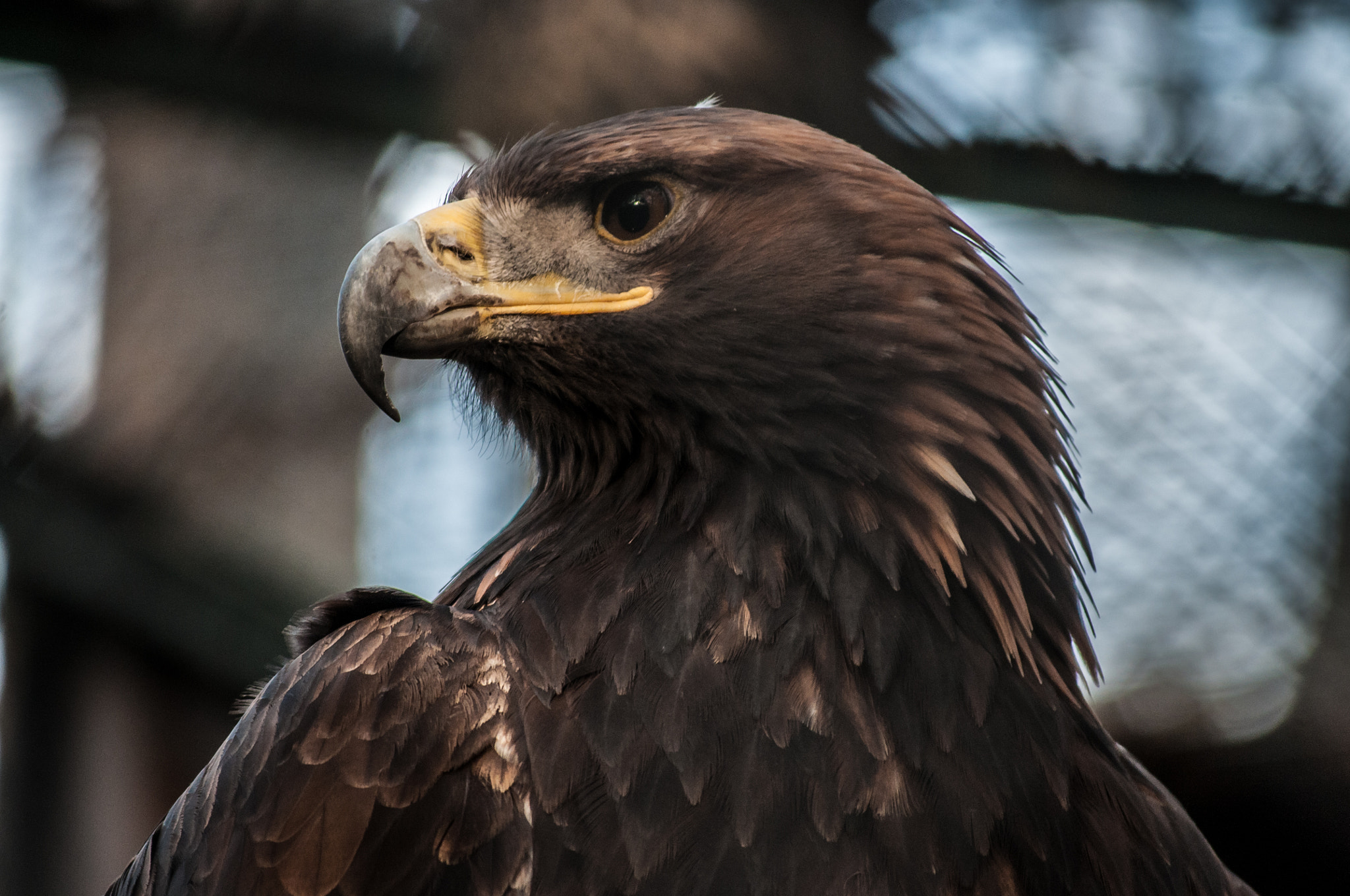 Nikon D300 sample photo. Eagle photography