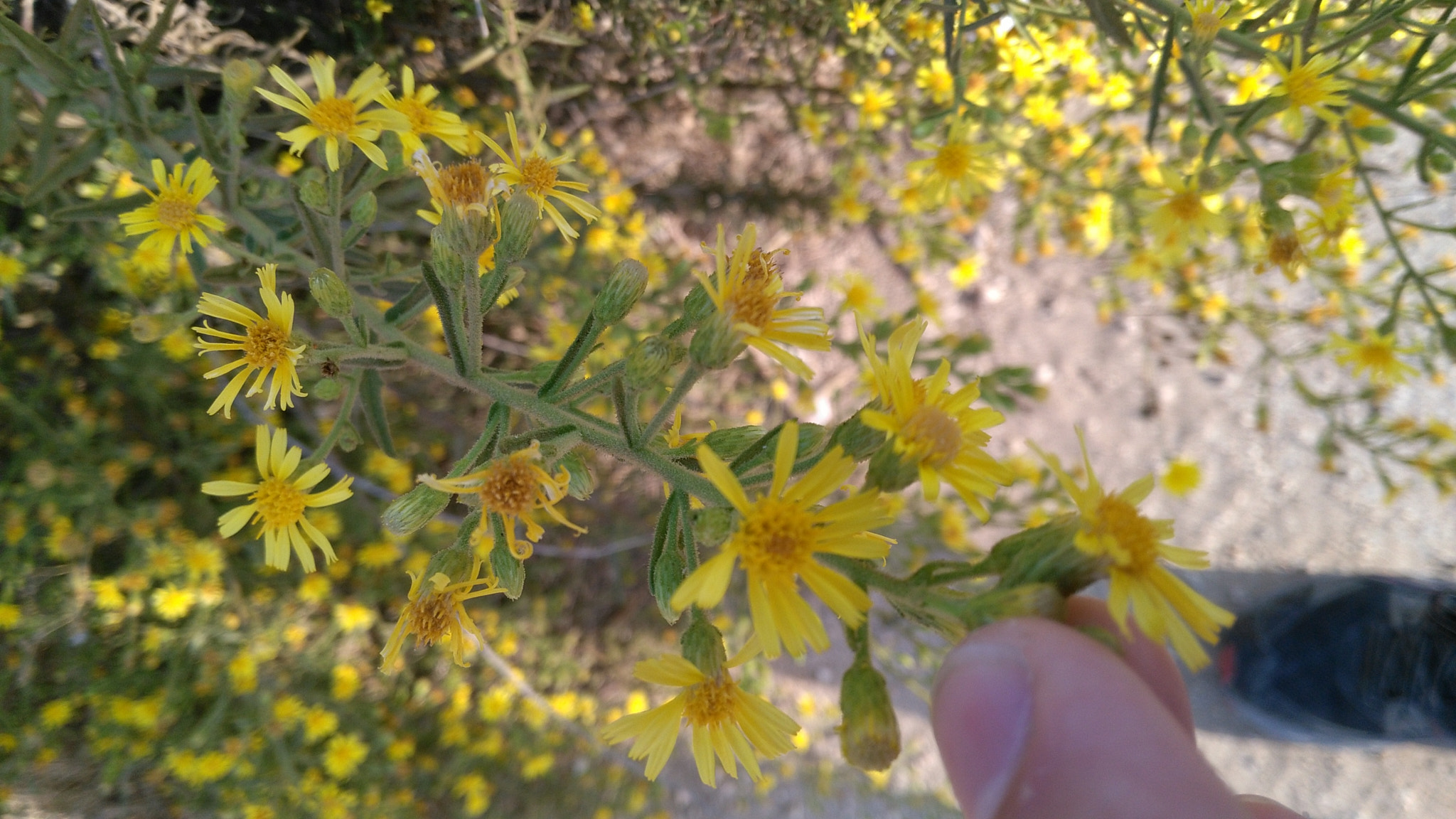 HUAWEI GR5 sample photo