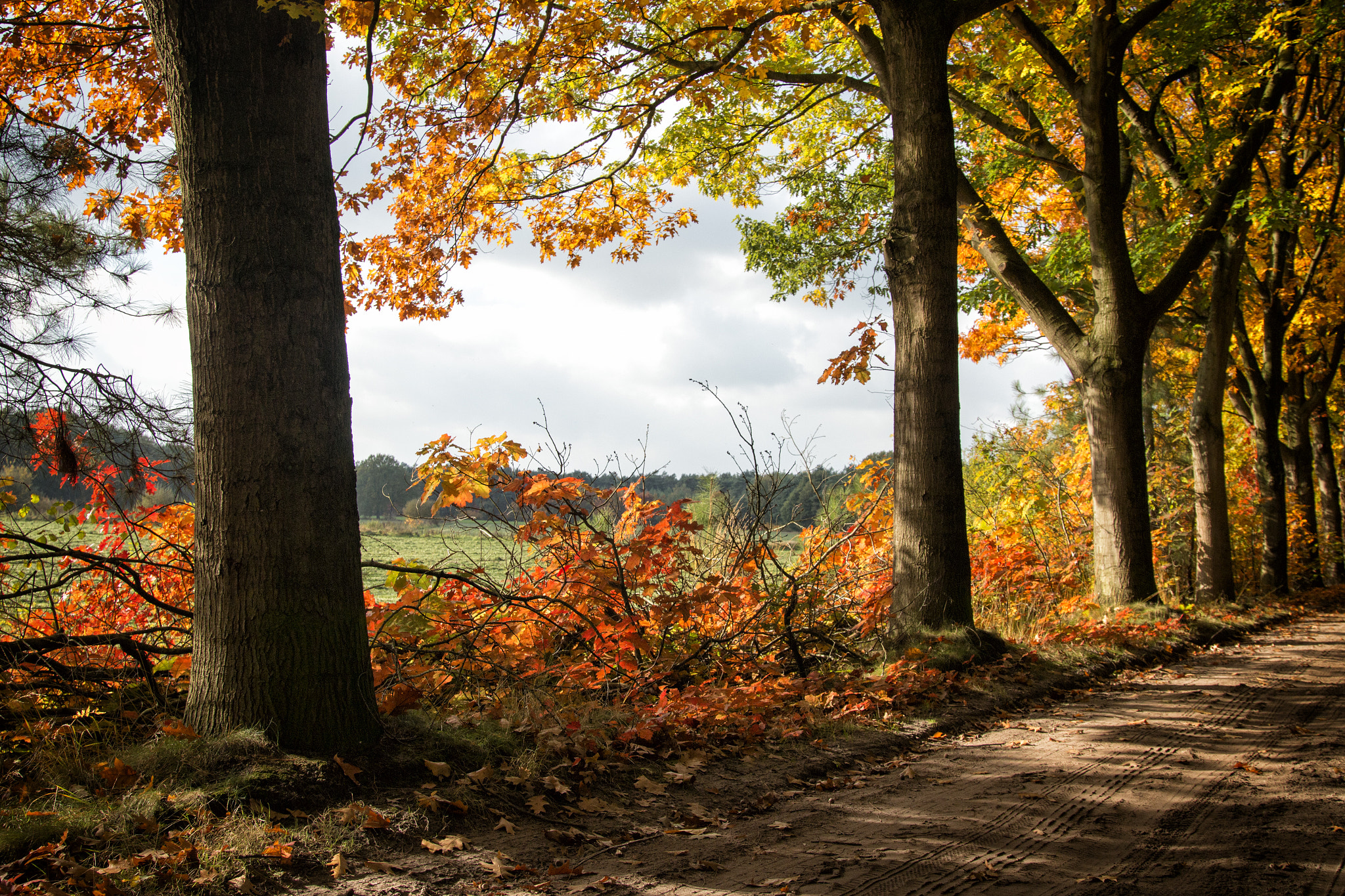 Canon EOS 70D + Sigma 24-105mm f/4 DG OS HSM | A sample photo. Autumn in holland photography