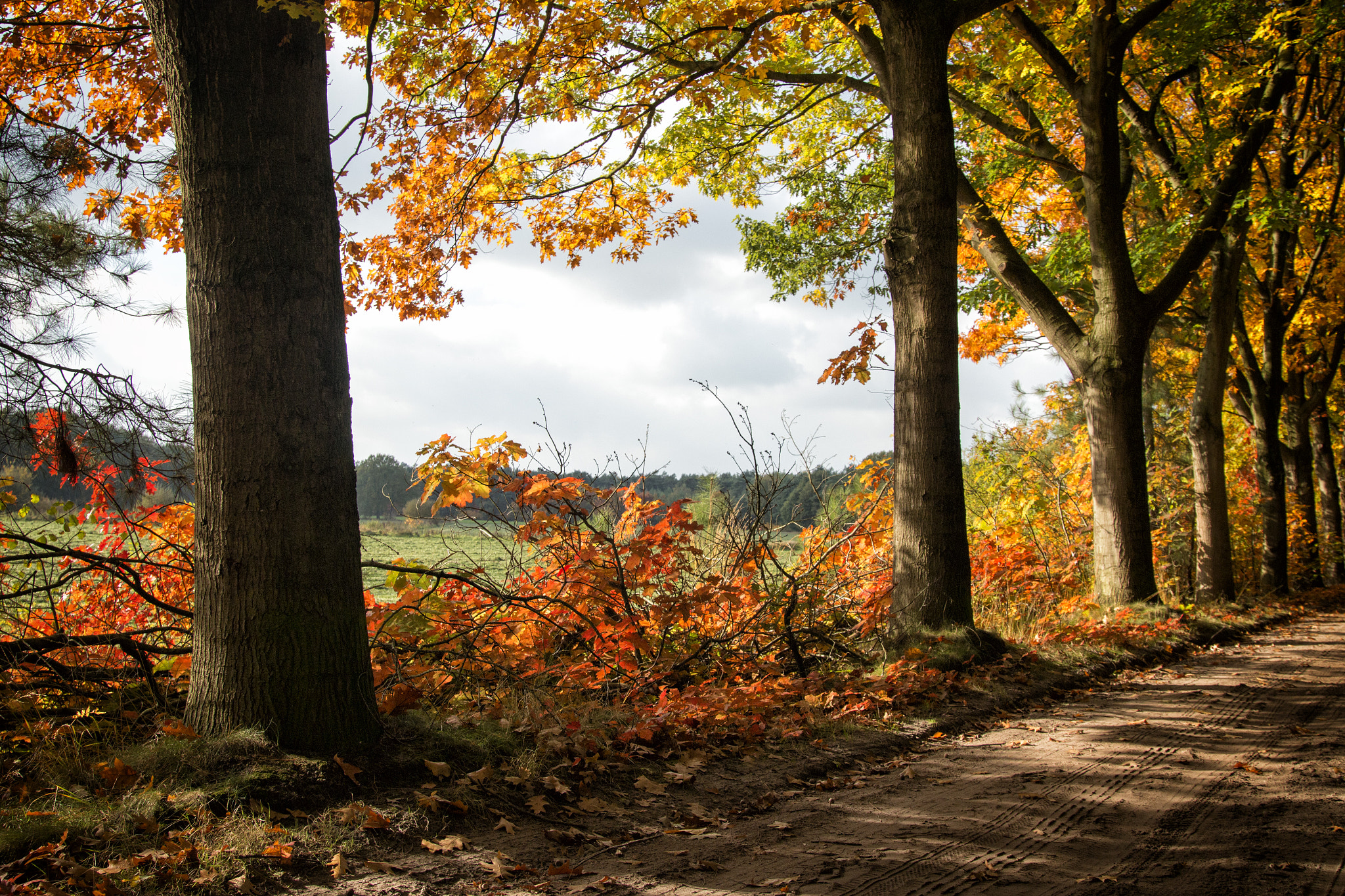 Sigma 24-105mm f/4 DG OS HSM | A sample photo. Autumn in holland photography