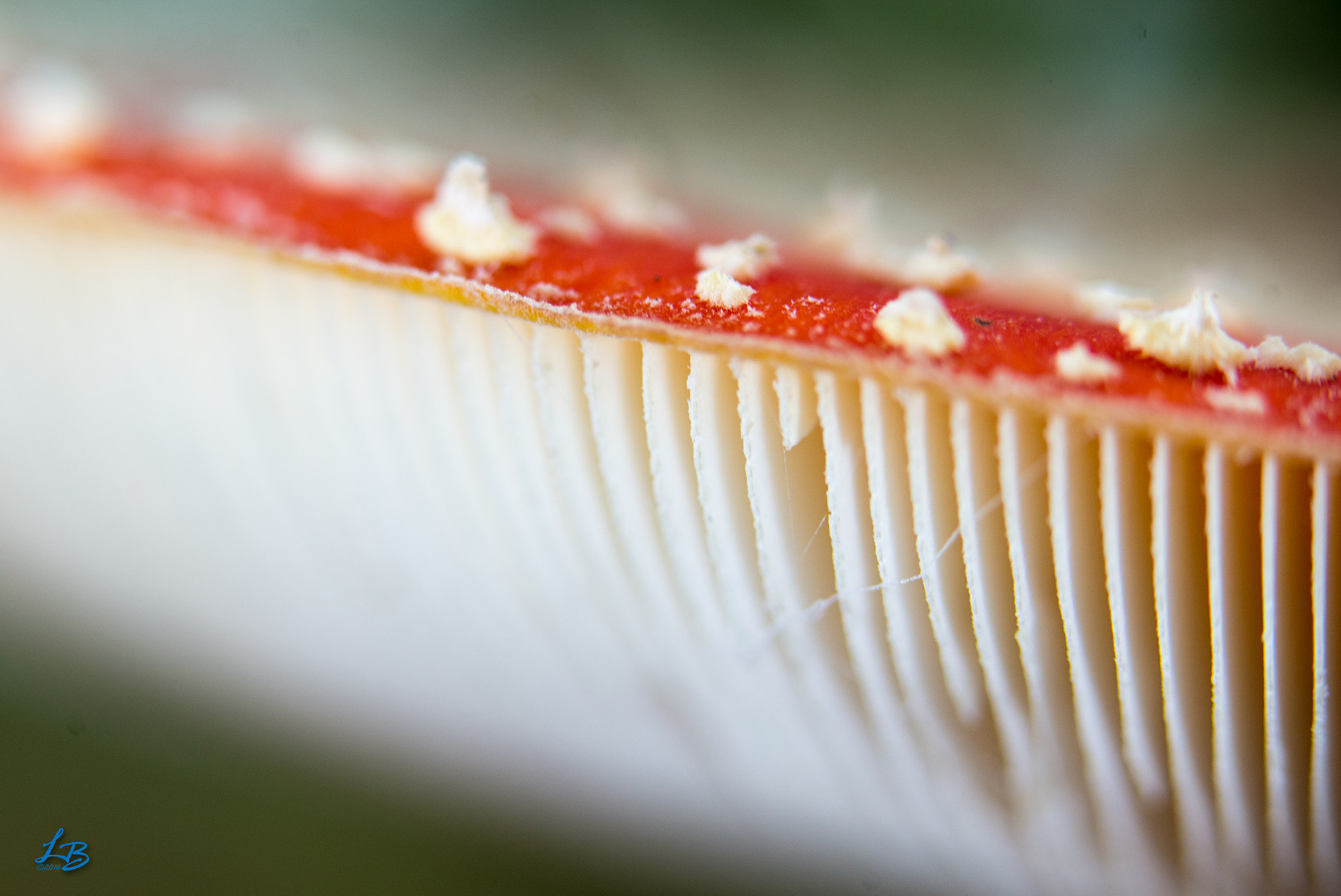 Sigma 105mm F2.8 EX DG OS HSM sample photo. Line up photography
