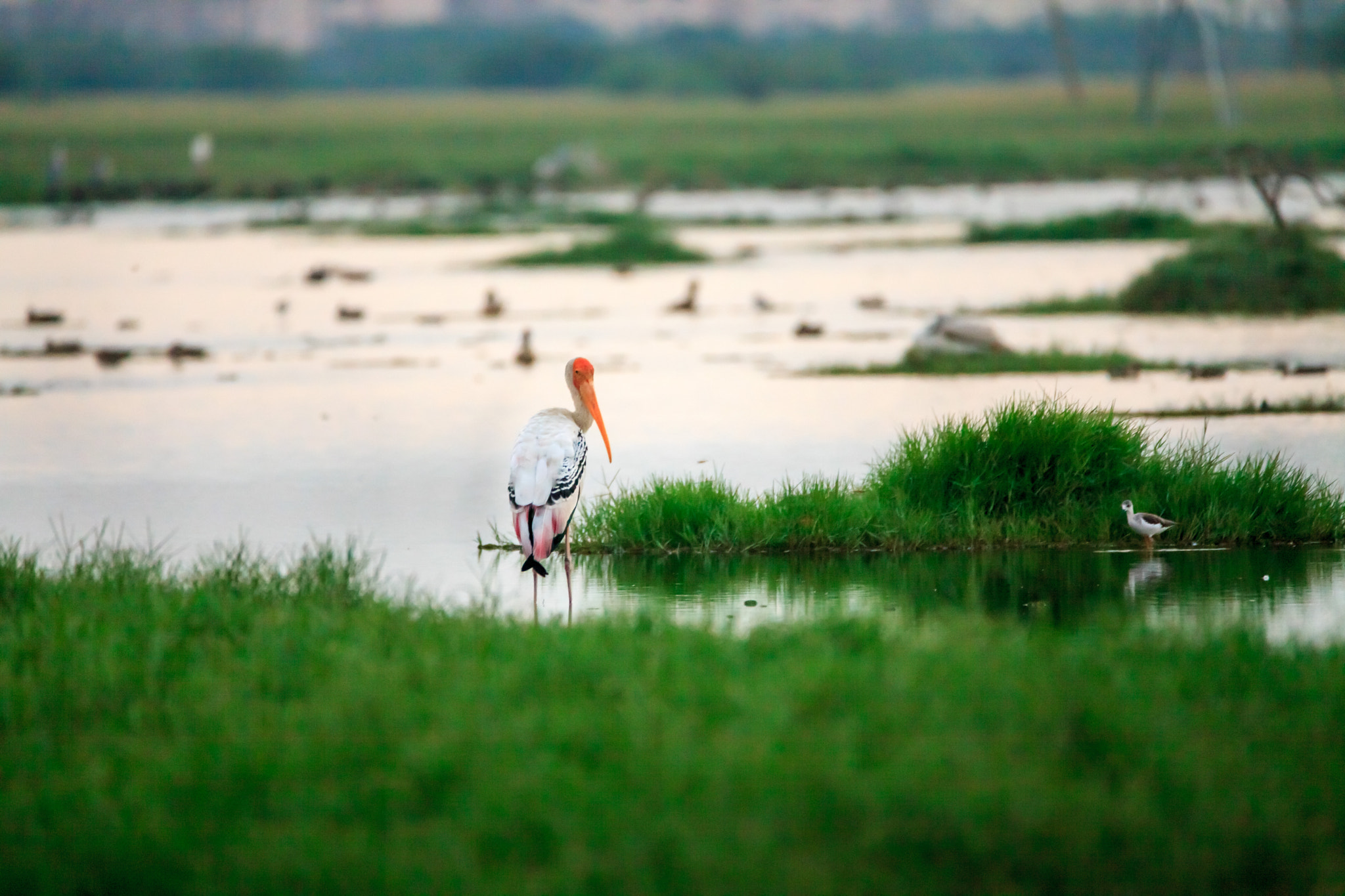 150-600mm F5-6.3 DG OS HSM | Contemporary 015 sample photo. Bird photography