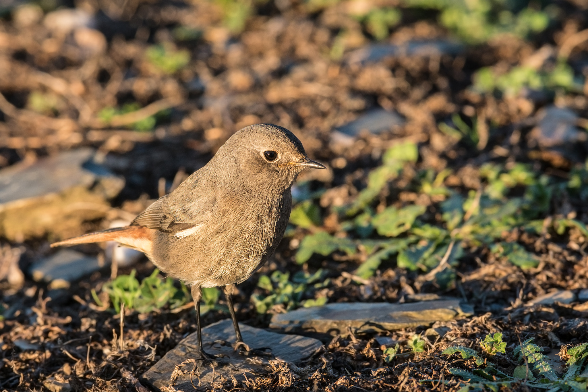 Sony 300mm F2.8 G SSM II sample photo. Phoenicurus ochruros photography