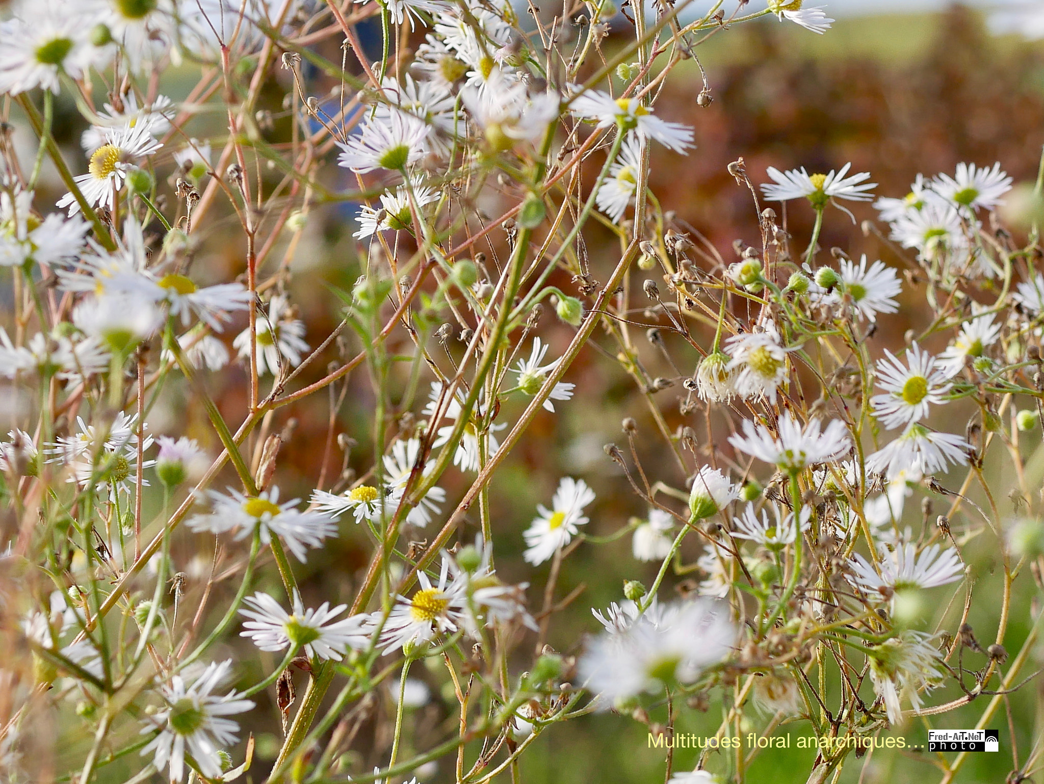 Panasonic Lumix G Macro 30mm F2.8 ASPH Mega OIS sample photo. Anarchiques photography