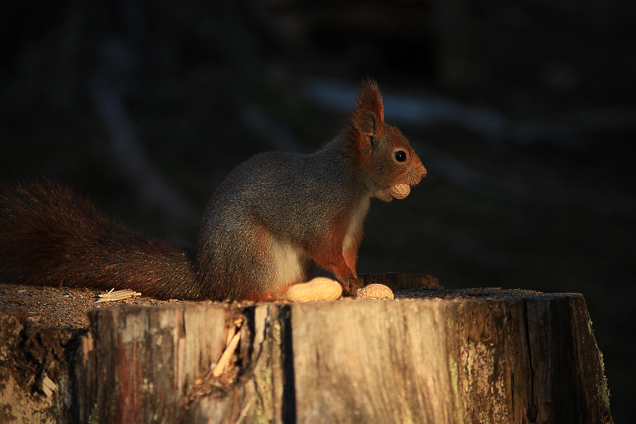 Canon EF-S 55-250mm F4-5.6 IS sample photo. Ekorn paa stubbe photography
