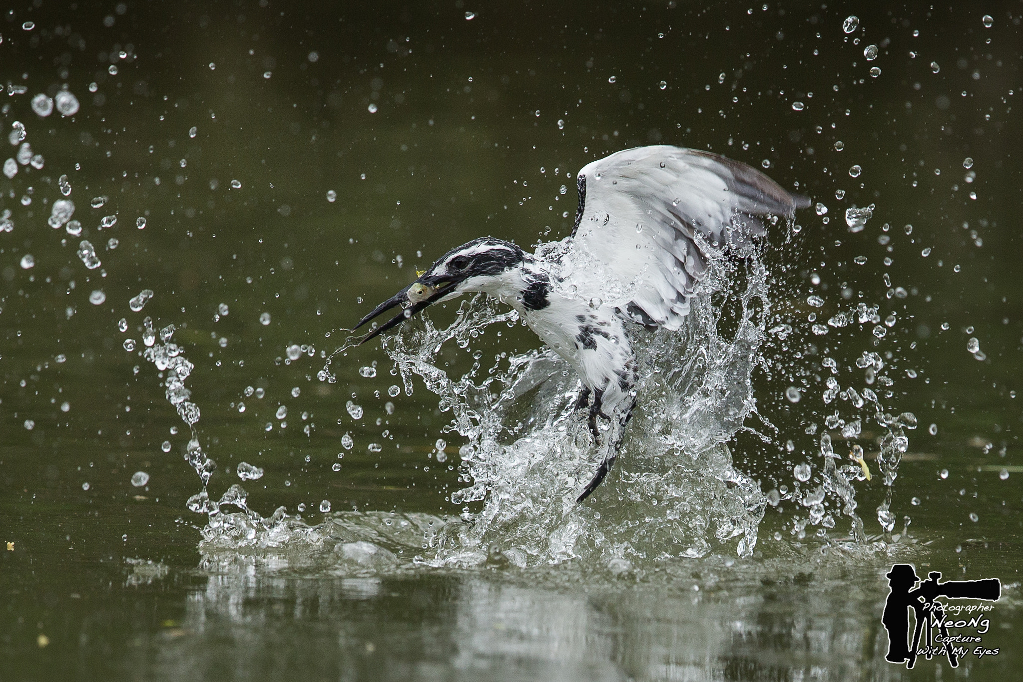 Canon EF 600mm F4L IS II USM sample photo. Pied kingfisher photography