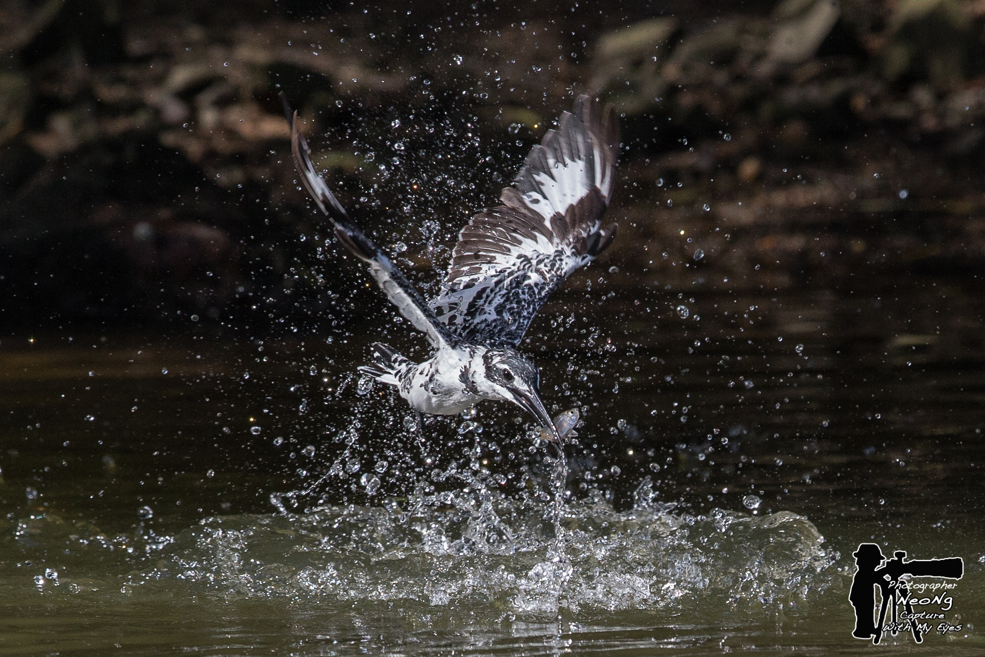 Canon EF 600mm F4L IS II USM sample photo. Neo photography