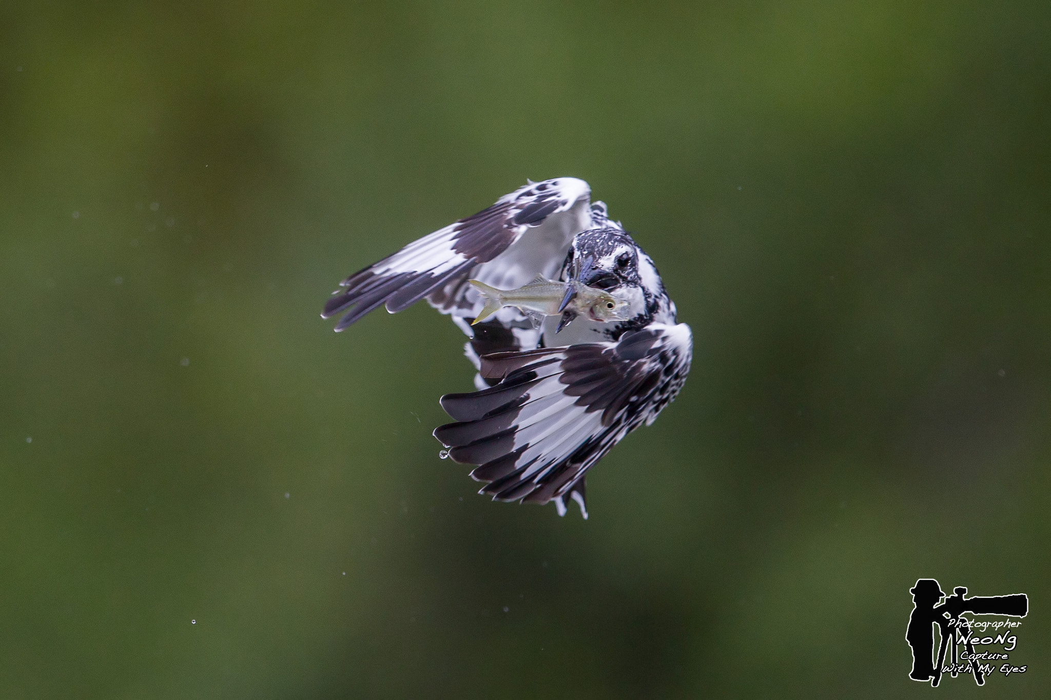 Canon EF 600mm F4L IS II USM sample photo. Filtered photography