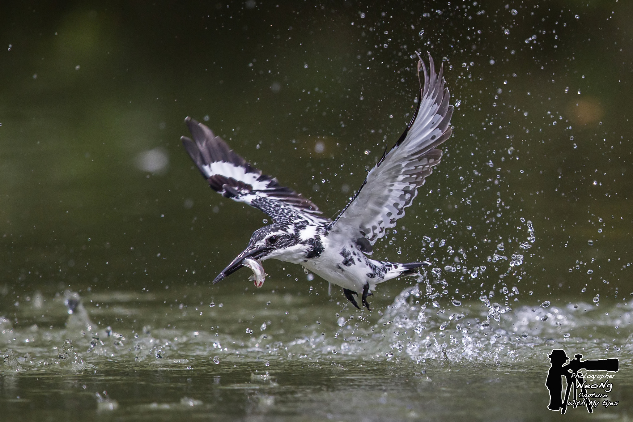 Canon EF 600mm F4L IS II USM sample photo. Filtered photography