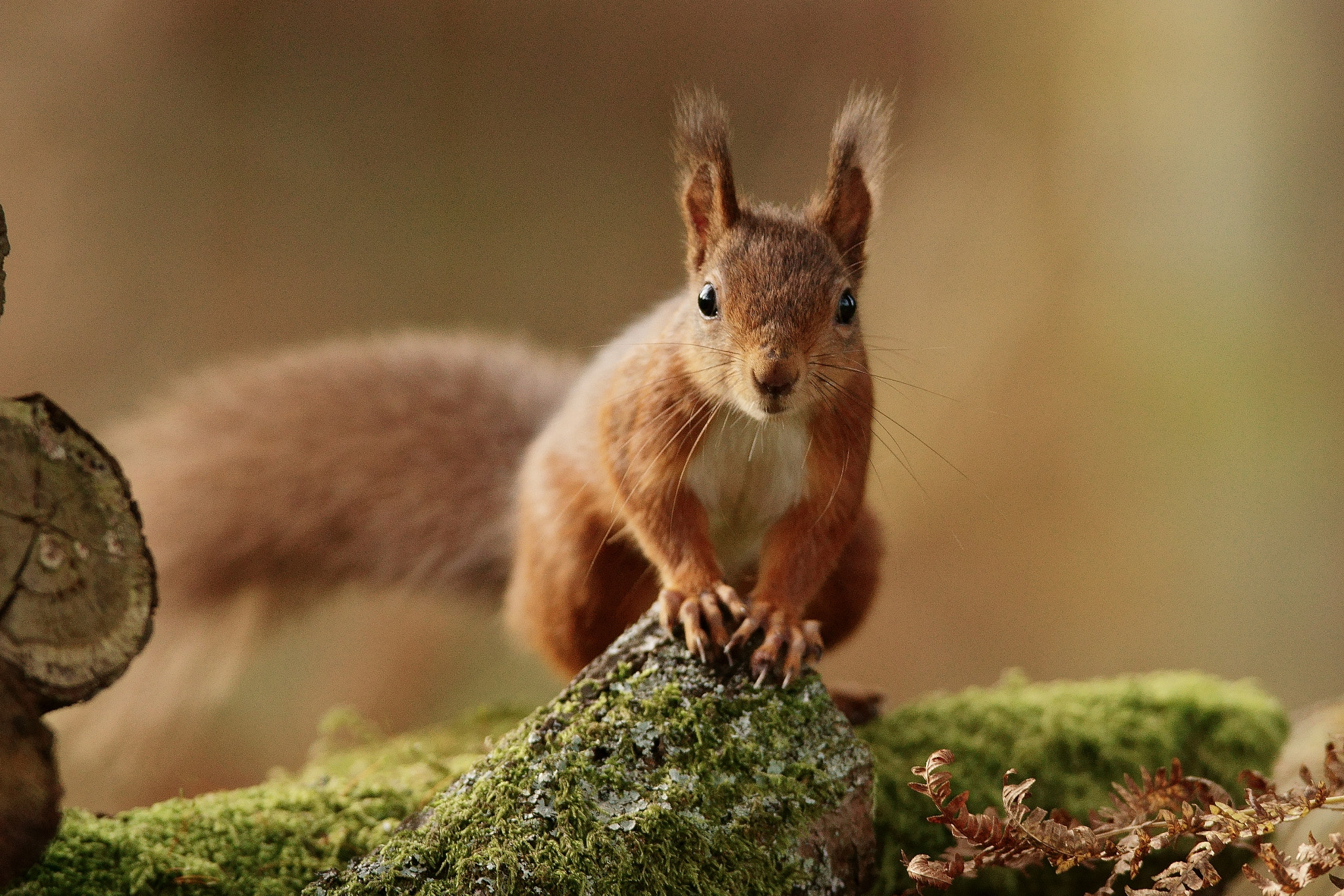 Sony ILCA-77M2 + Sony 300mm F2.8 G SSM II sample photo. "did someone say 'hazelnuts'?" photography