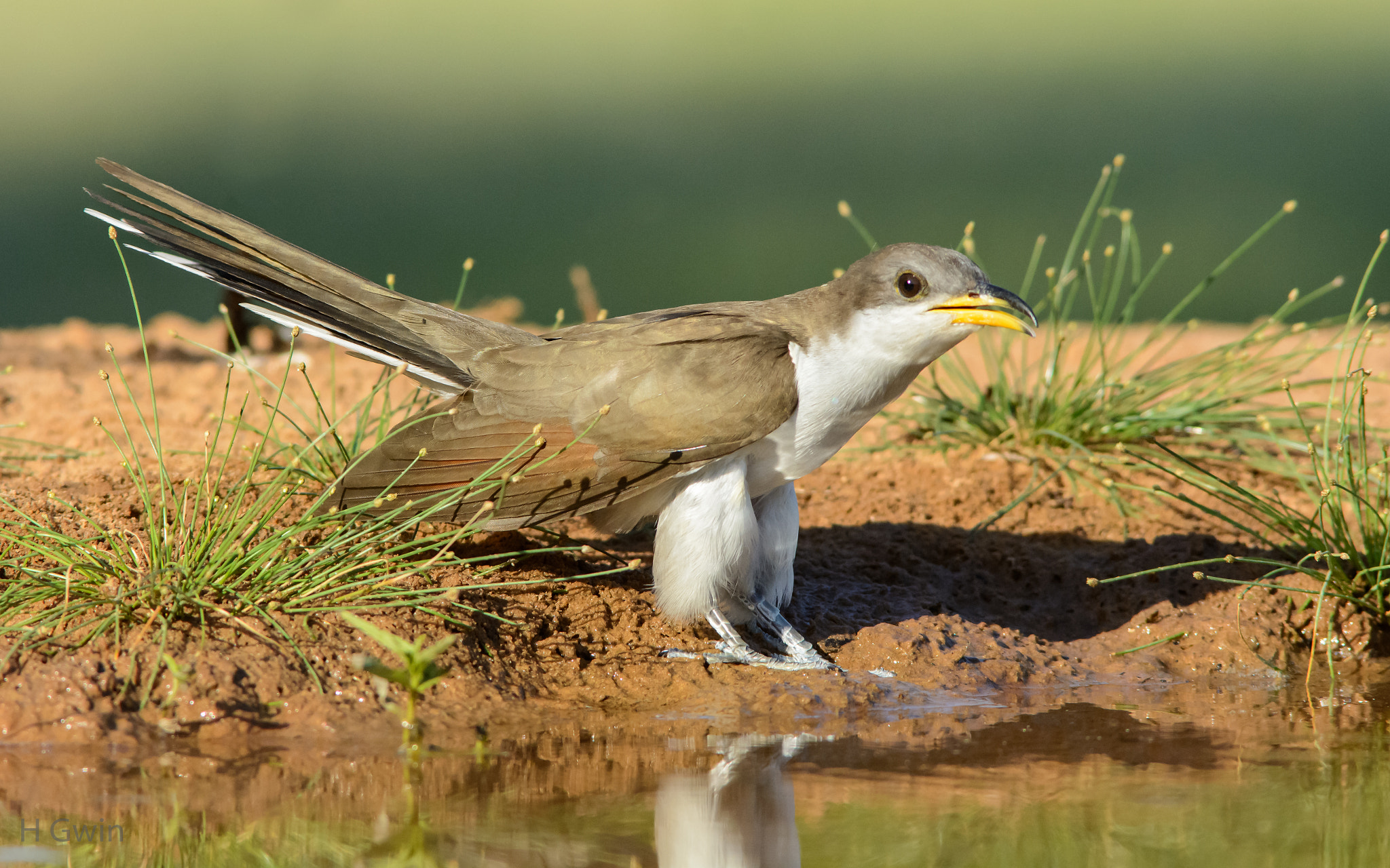 Nikon AF-S Nikkor 300mm F2.8G ED VR II sample photo. Yellow-billed cuckoo photography