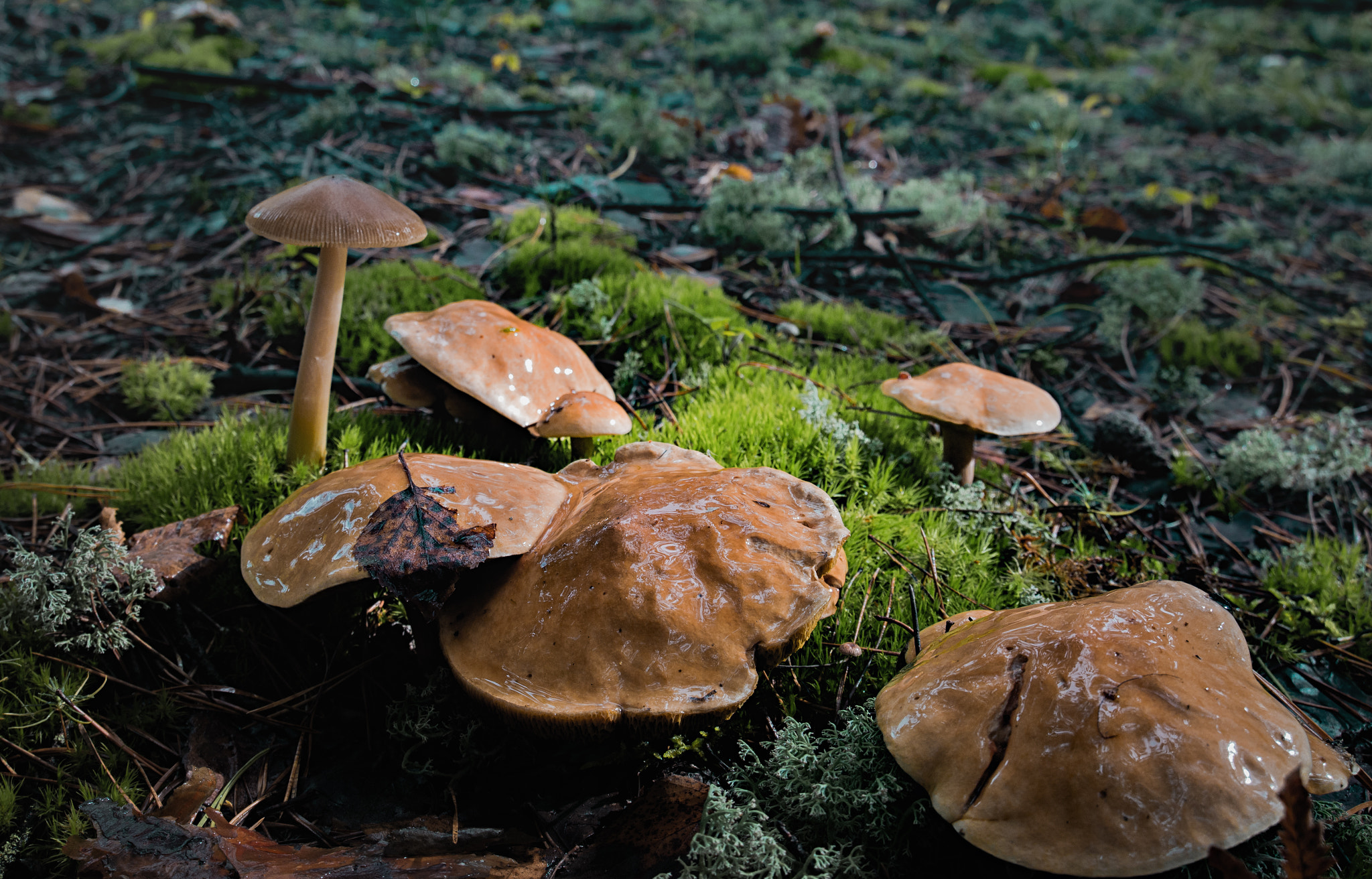 Nikon D610 sample photo. Mushrooms photography