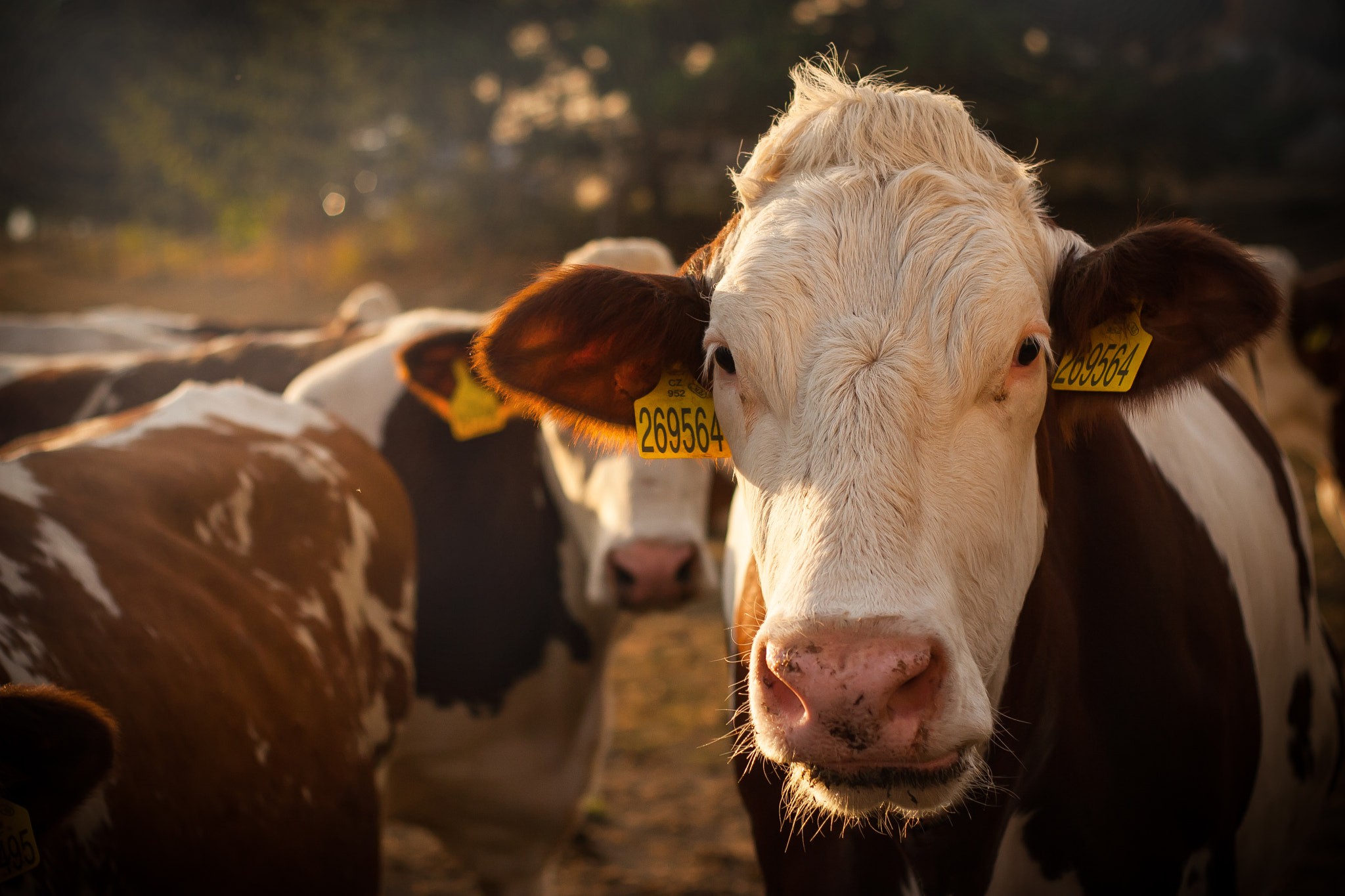 Canon EOS 30D + Canon EF 50mm f/1.8 sample photo. Cow portrait photography