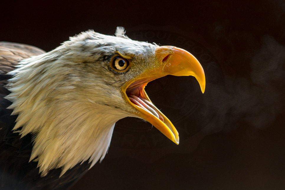 Sigma 70-200mm F2.8 EX DG OS HSM sample photo. Portrait of a bald eagle photography