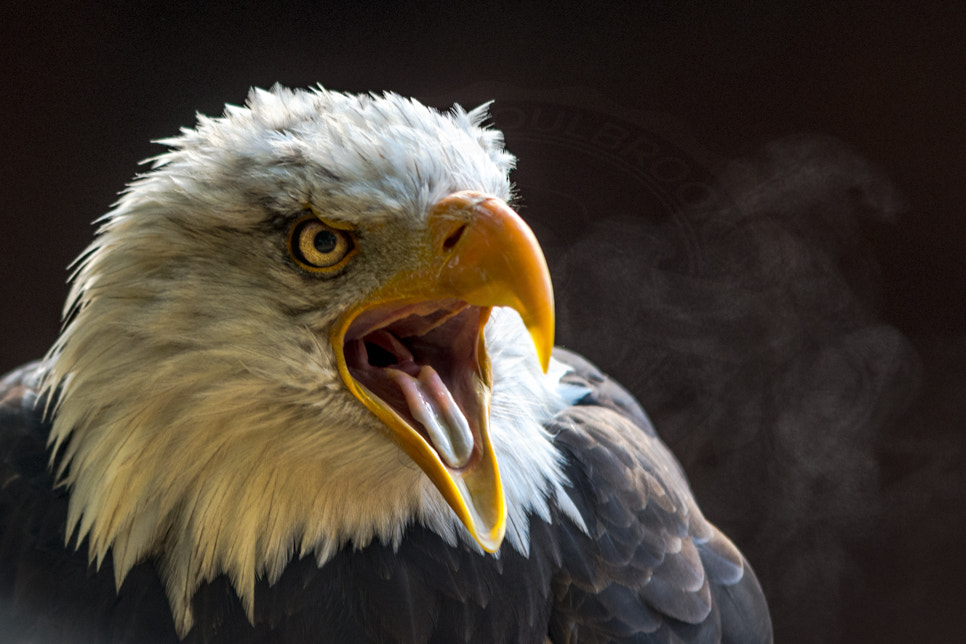 Sigma 70-200mm F2.8 EX DG OS HSM sample photo. Portrait of a bald eagle photography