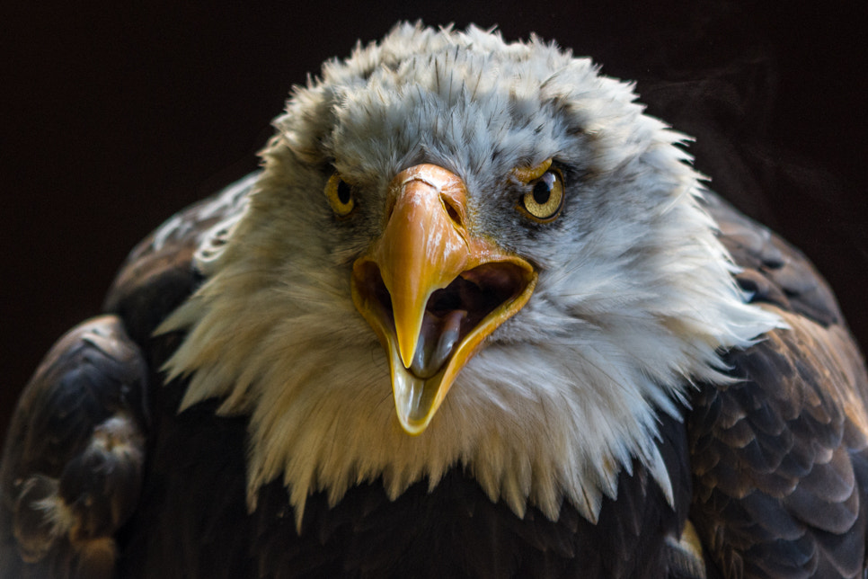 Nikon D7200 + Sigma 70-200mm F2.8 EX DG OS HSM sample photo. Portrait of a bald eagle photography