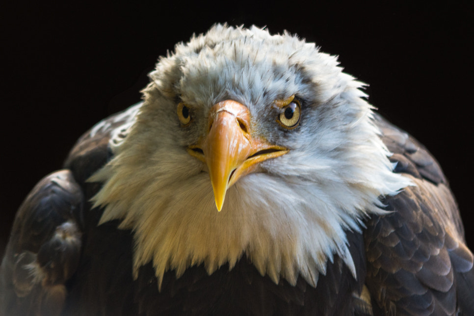 Nikon D7200 + Sigma 70-200mm F2.8 EX DG OS HSM sample photo. Portrait of a bald eagle photography