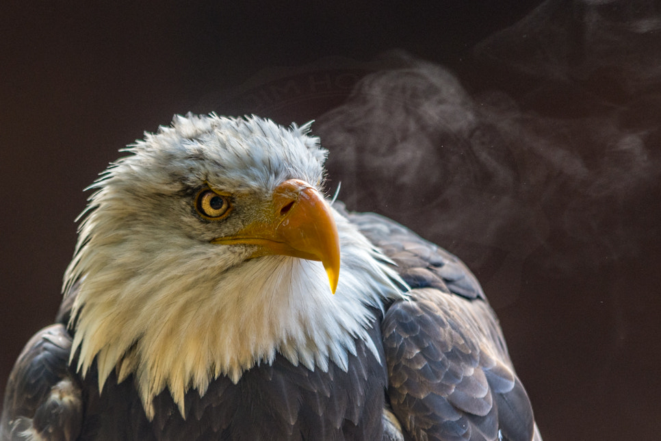 Nikon D7200 + Sigma 70-200mm F2.8 EX DG OS HSM sample photo. Portrait of a bald eagle photography