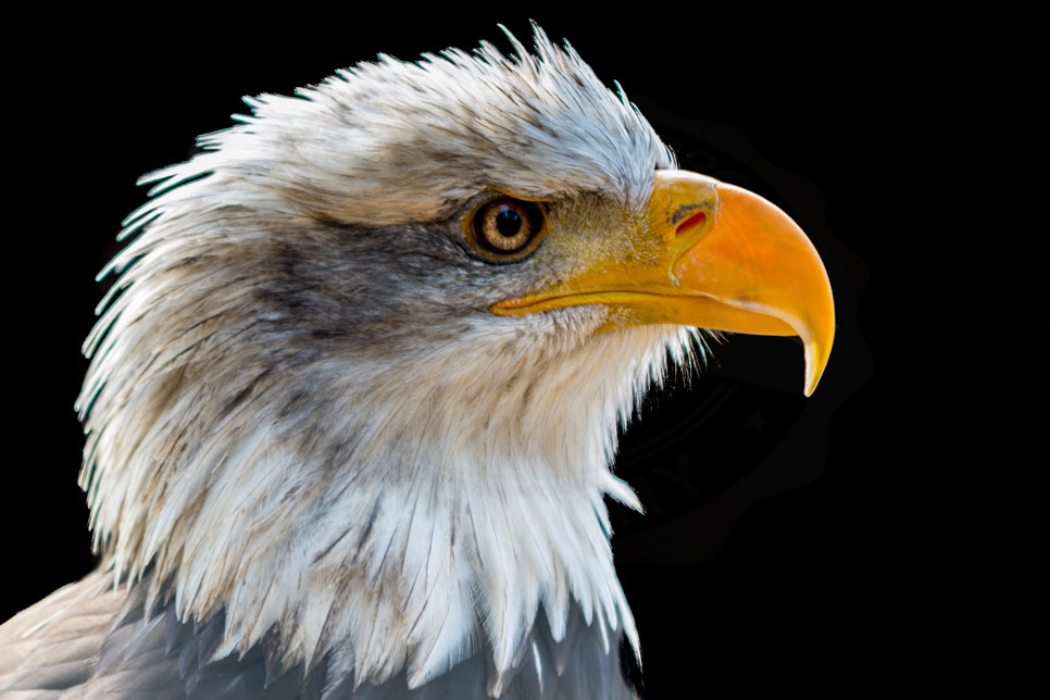 Nikon D7200 + Sigma 70-200mm F2.8 EX DG OS HSM sample photo. Portrait of a bald eagle photography