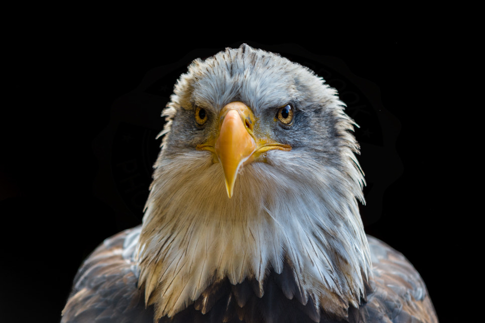 Nikon D7200 + Sigma 70-200mm F2.8 EX DG OS HSM sample photo. Portrait of a bald eagle photography