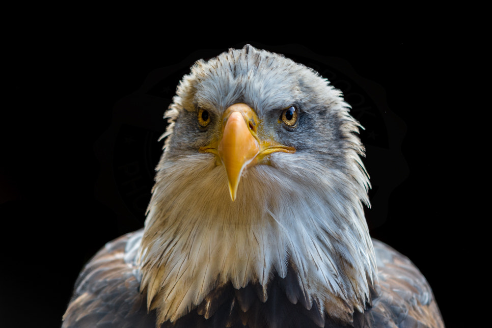 Sigma 70-200mm F2.8 EX DG OS HSM sample photo. Portrait of a bald eagle photography