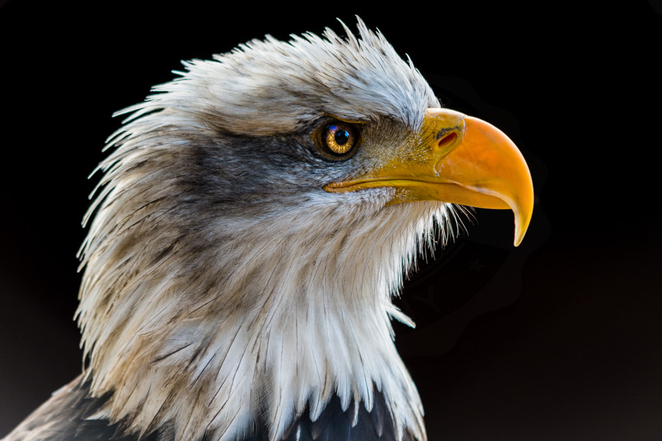 Nikon D7200 + Sigma 70-200mm F2.8 EX DG OS HSM sample photo. Portrait of a bald eagle photography