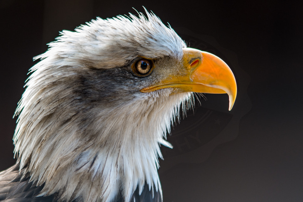 Nikon D7200 + Sigma 70-200mm F2.8 EX DG OS HSM sample photo. Portrait of a bald eagle photography