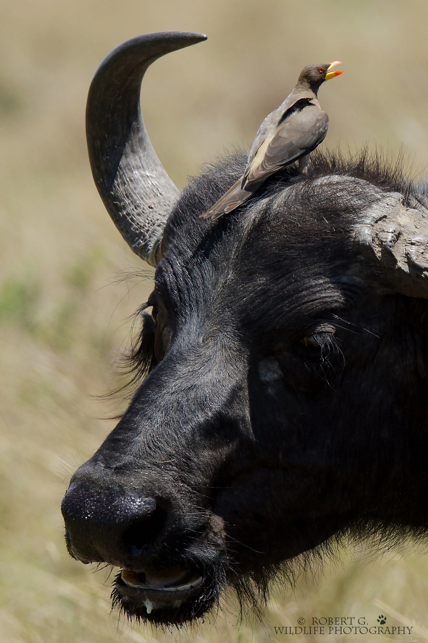 Sony SLT-A77 + Tamron SP 150-600mm F5-6.3 Di VC USD sample photo. Oxpecker and buffalo  masai mara 2016 photography