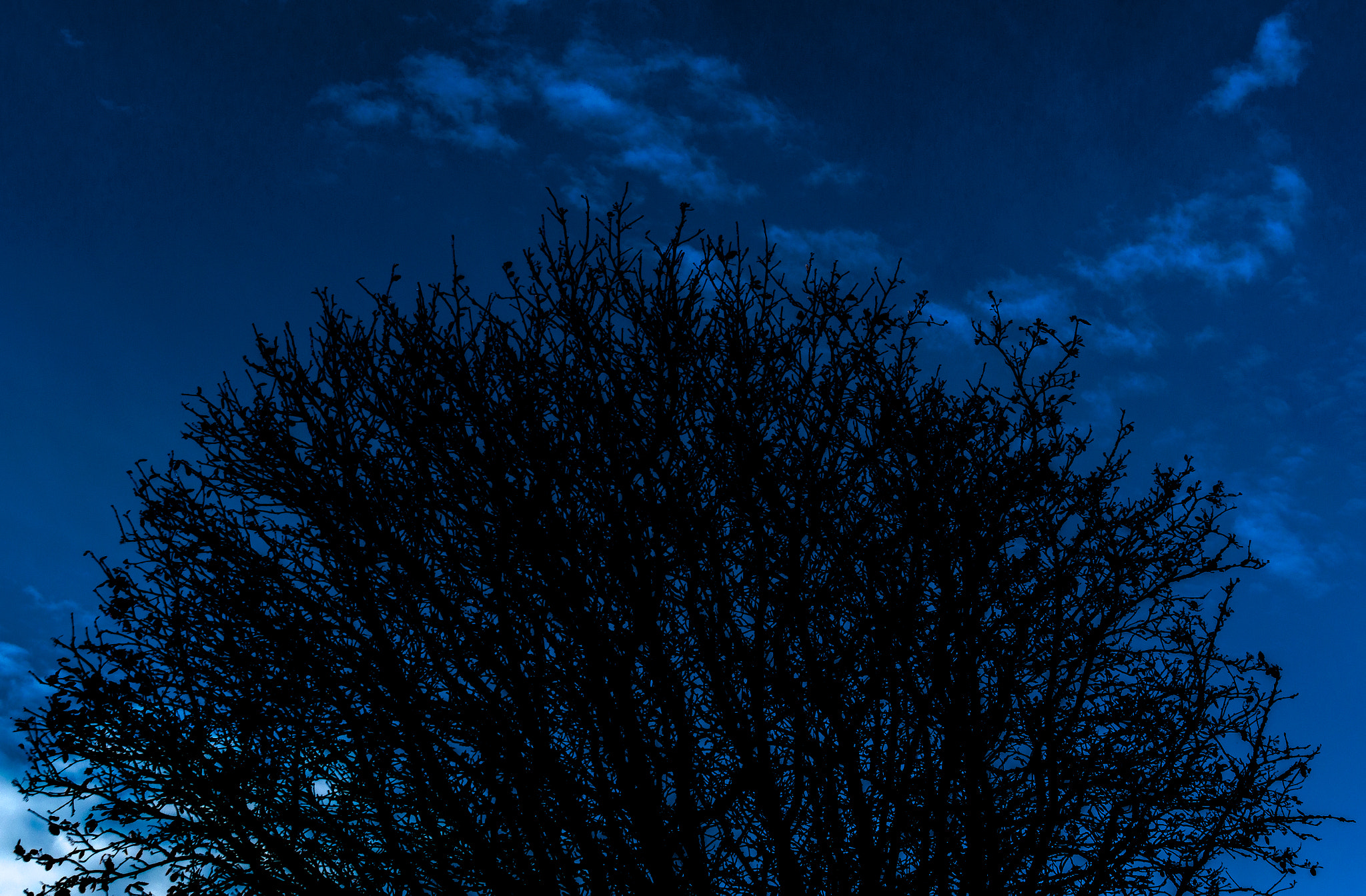 Sigma 18-125mm F3.8-5.6 DC HSM sample photo. Tree photography