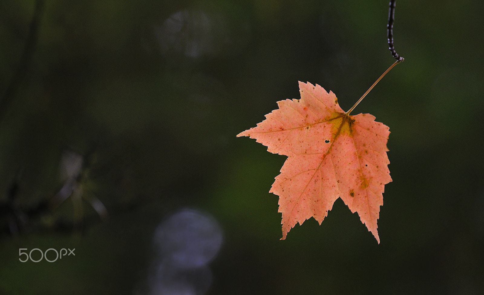 Canon EF 70-200mm F4L IS USM sample photo. Hanging on -algonquin provincial park photography