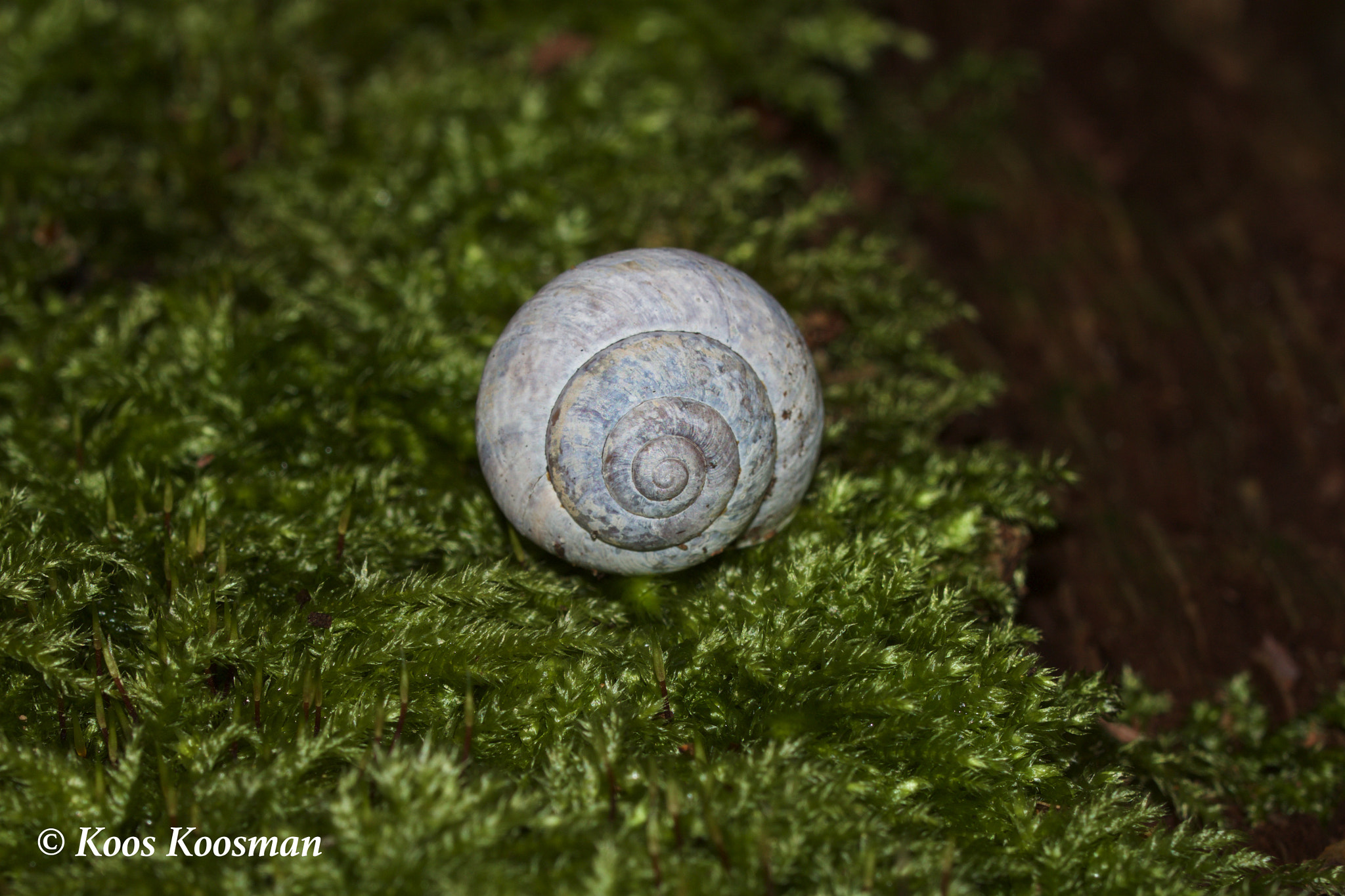 Canon EF 100-400mm F4.5-5.6L IS USM sample photo. Mollusc shell photography