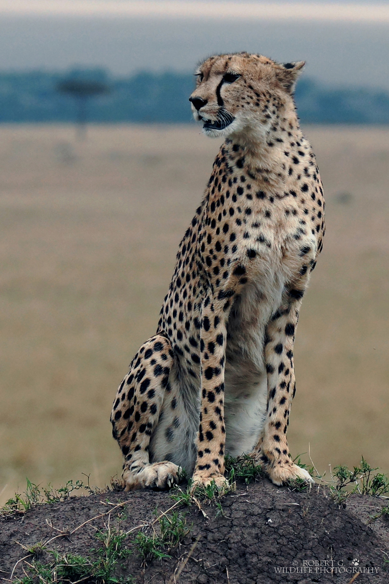 Sony SLT-A77 sample photo. Cheetah looking for gazelle  masai mara 2016 photography