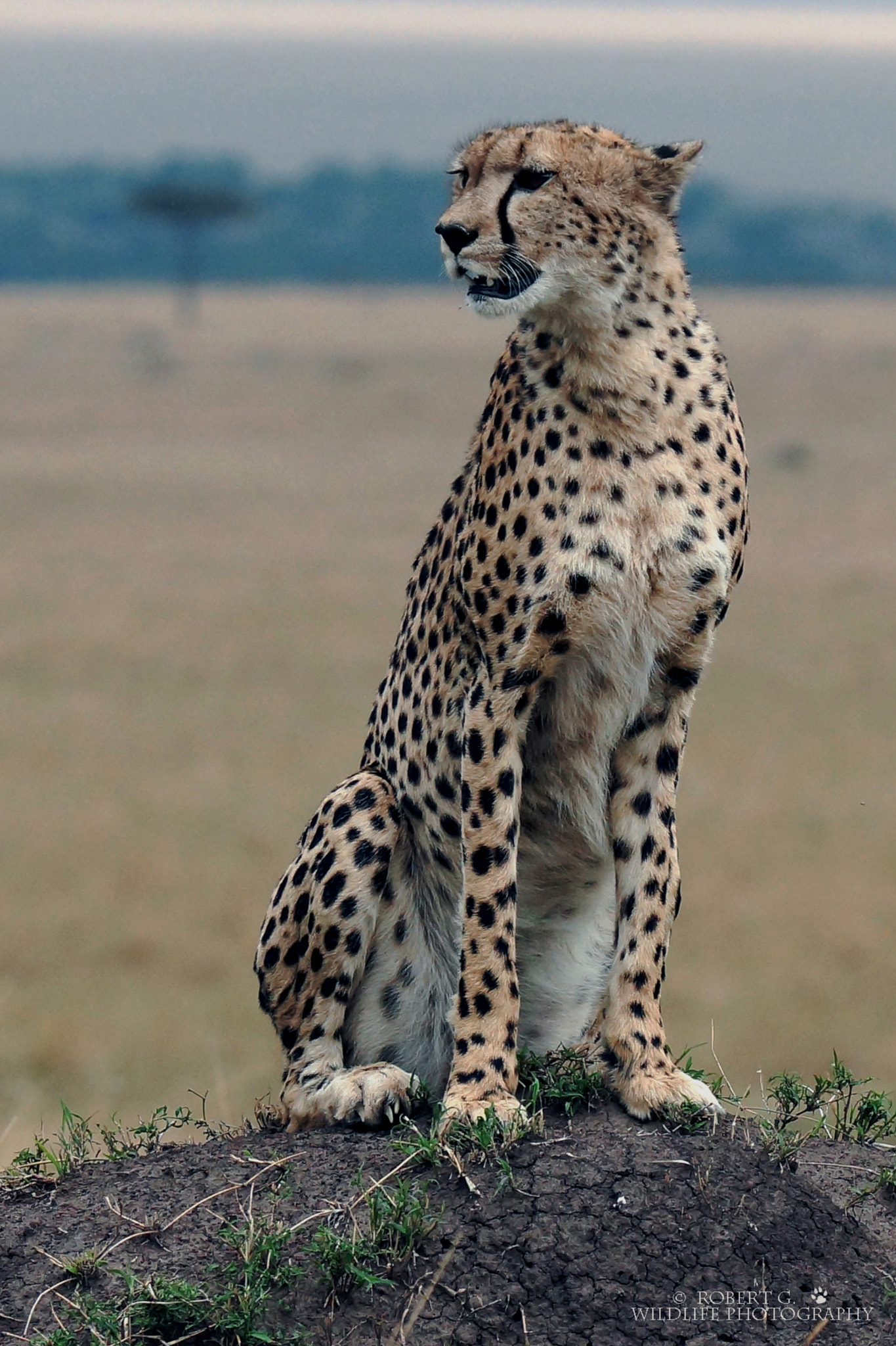 Sony SLT-A77 + Tamron SP 150-600mm F5-6.3 Di VC USD sample photo. Cheetah looking for gazelle  masai mara 2016 photography