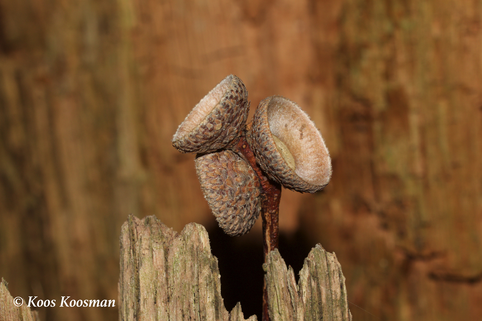 Canon EF 100-400mm F4.5-5.6L IS USM sample photo. Cupule photography