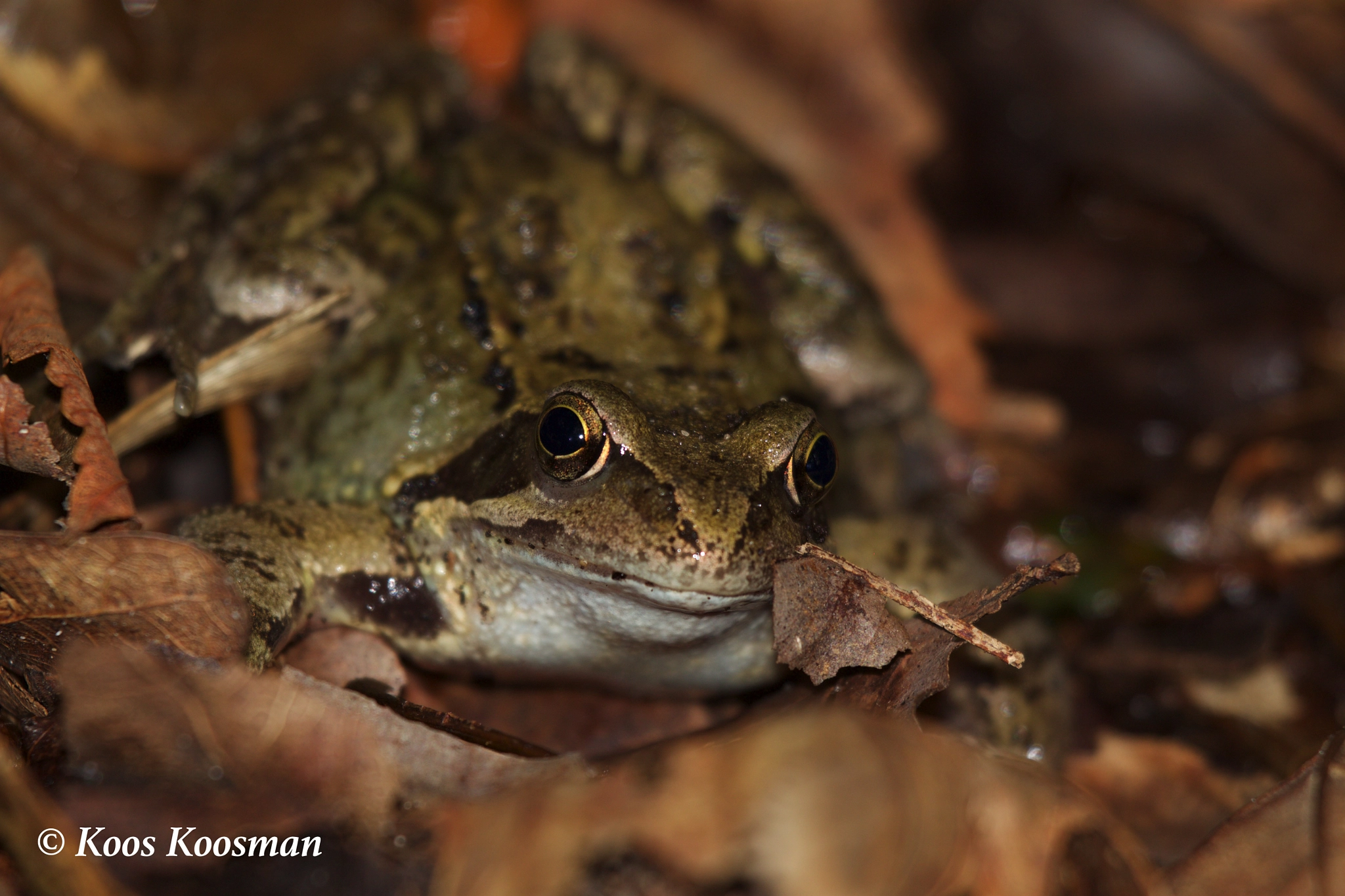 Canon EF 100-400mm F4.5-5.6L IS USM sample photo. Frog photography